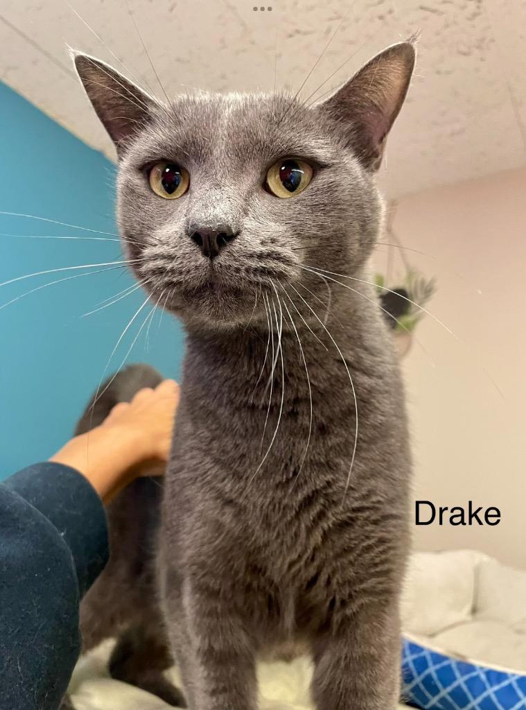Enlarge DRAKE, a Adoptable Domestic Short Hair in Muskegon, MI image 1/6