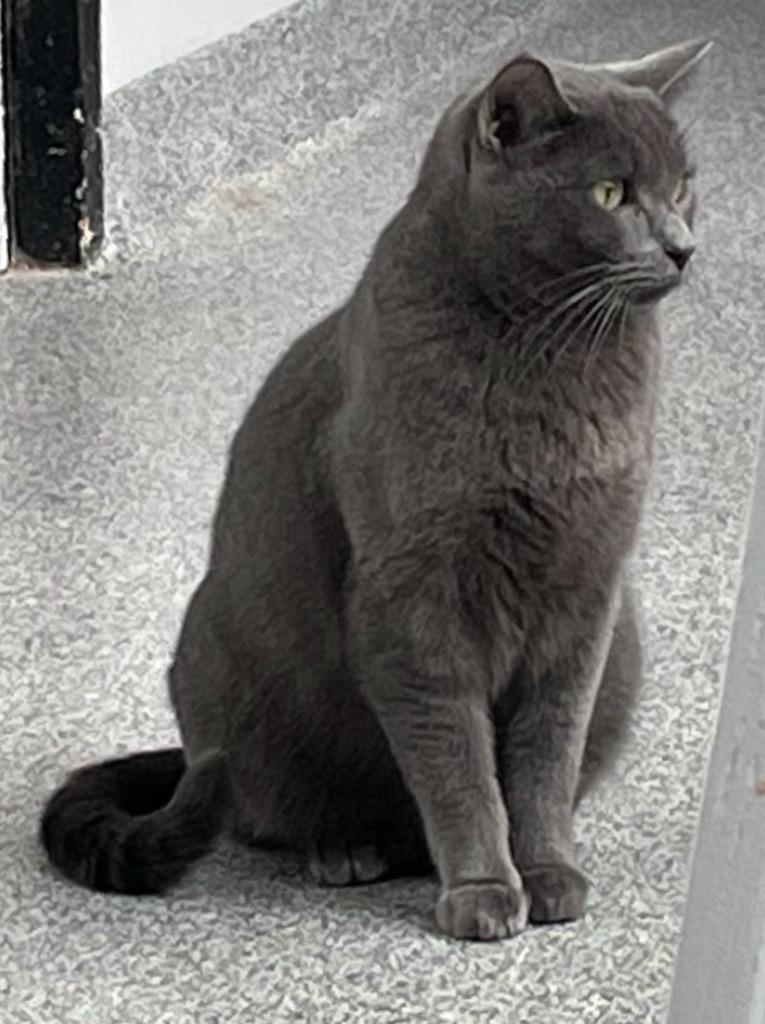 Enlarge DRAKE, a Adoptable Domestic Short Hair in Muskegon, MI image 2/6