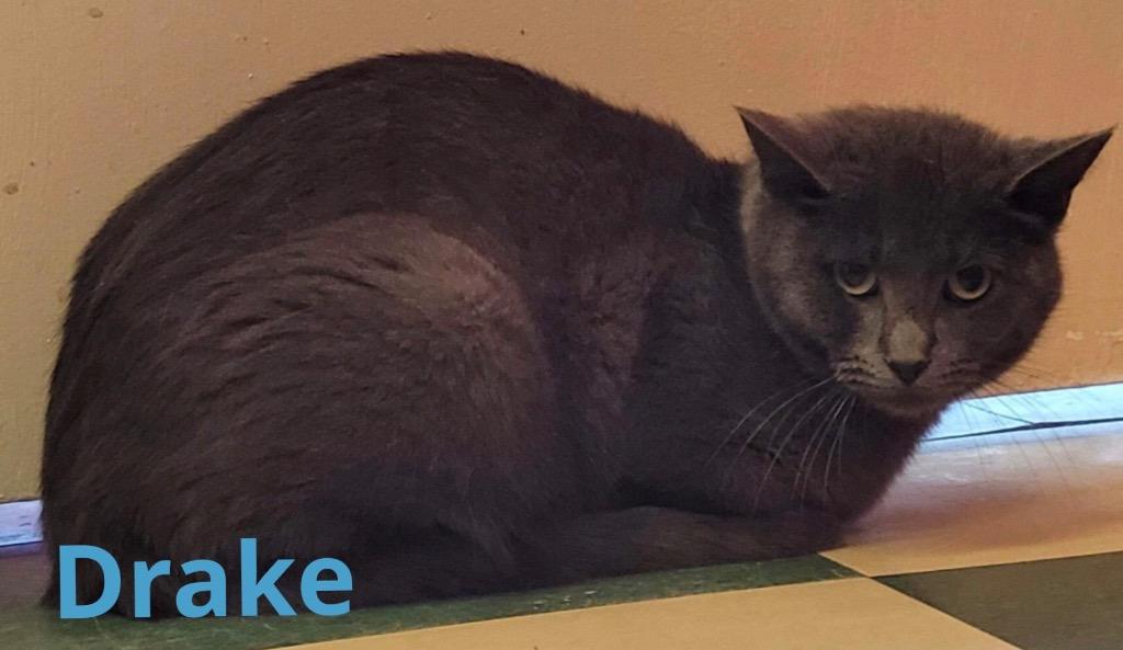 Enlarge DRAKE, a Adoptable Domestic Short Hair in Muskegon, MI image 3/6