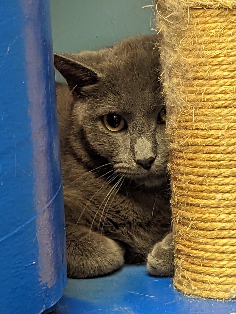 Enlarge DRAKE, a Adoptable Domestic Short Hair in Muskegon, MI image 4/6