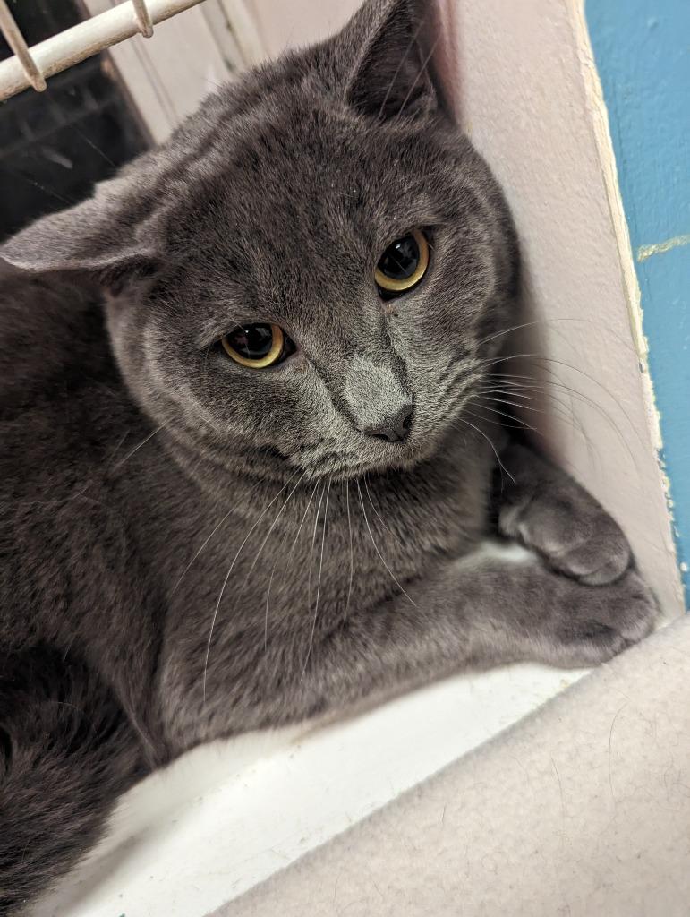 Enlarge DRAKE, a Adoptable Domestic Short Hair in Muskegon, MI image 5/6