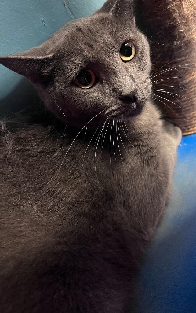 Enlarge DRAKE, a Adoptable Domestic Short Hair in Muskegon, MI image 6/6