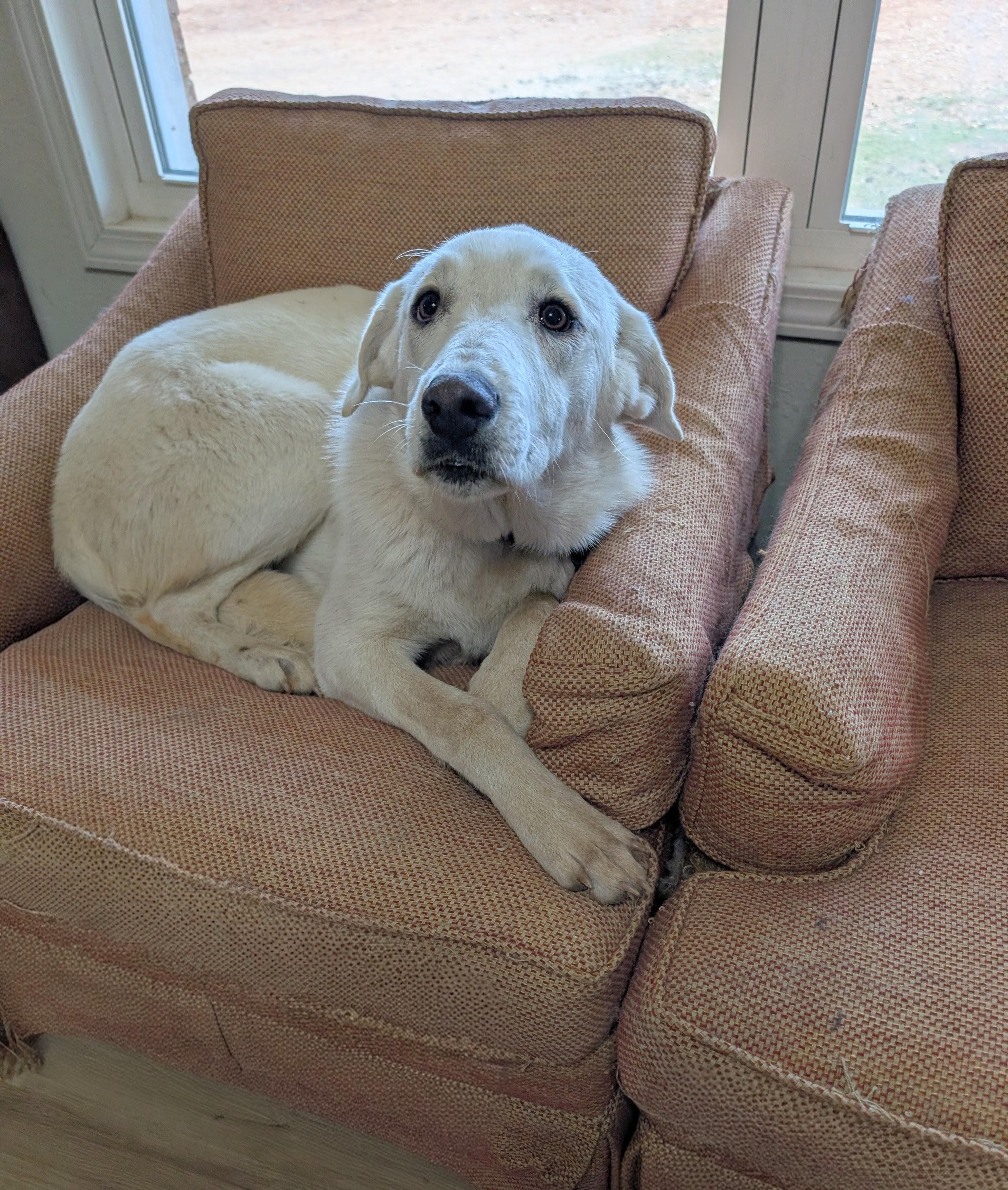 Snowy , an adopted mixed breed in Bastrop, TX image 5/6