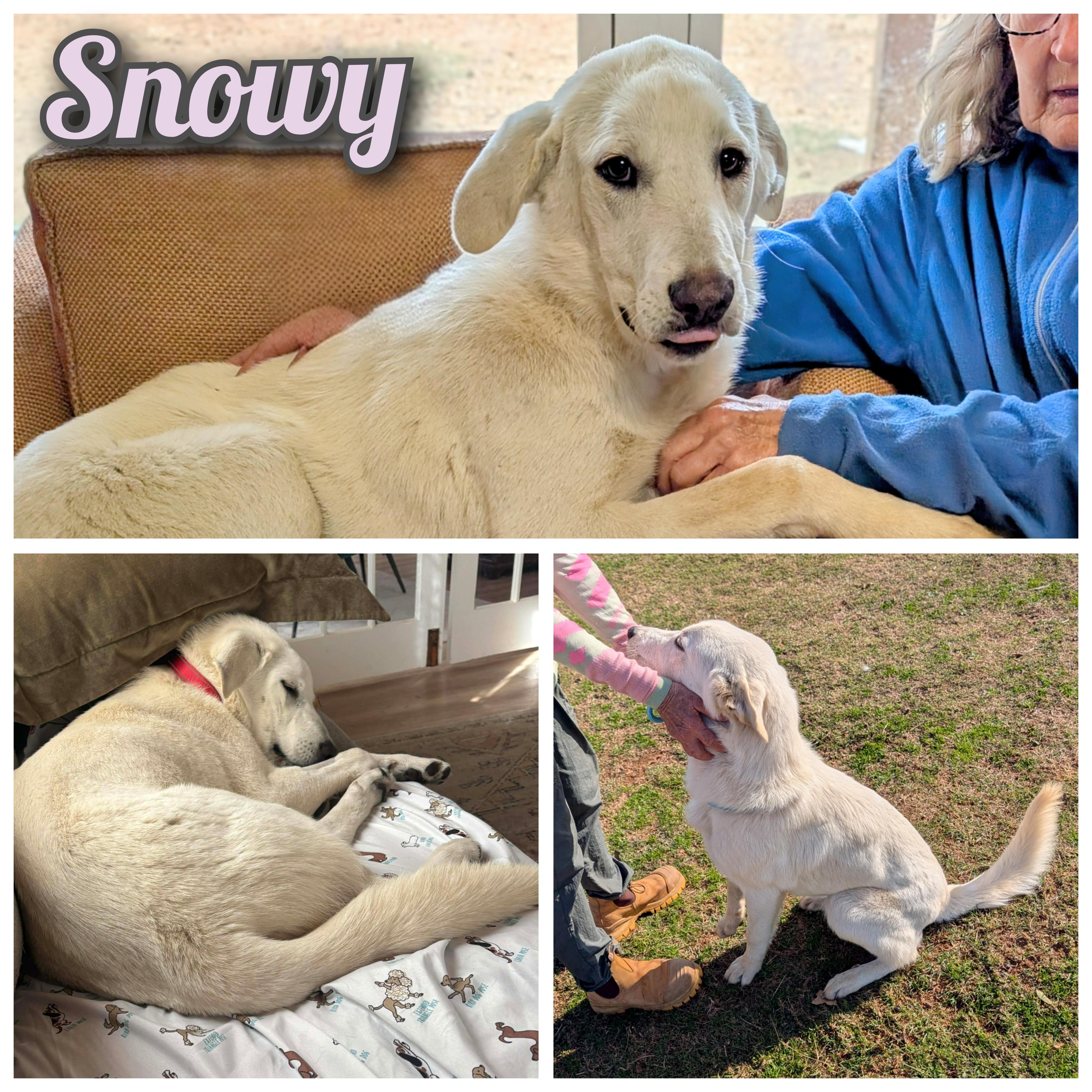 Snowy , adopted, Young Female Great Pyrenees & Labrador Retriever.