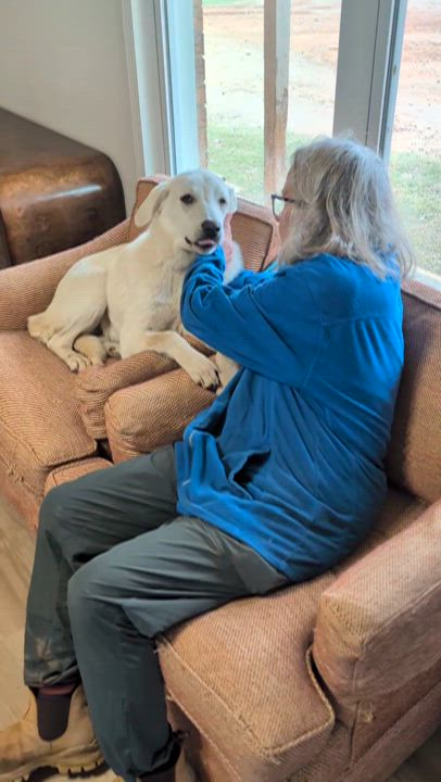 Enlarge Snowy , an adopted mixed breed in Bastrop, TX video 4/6