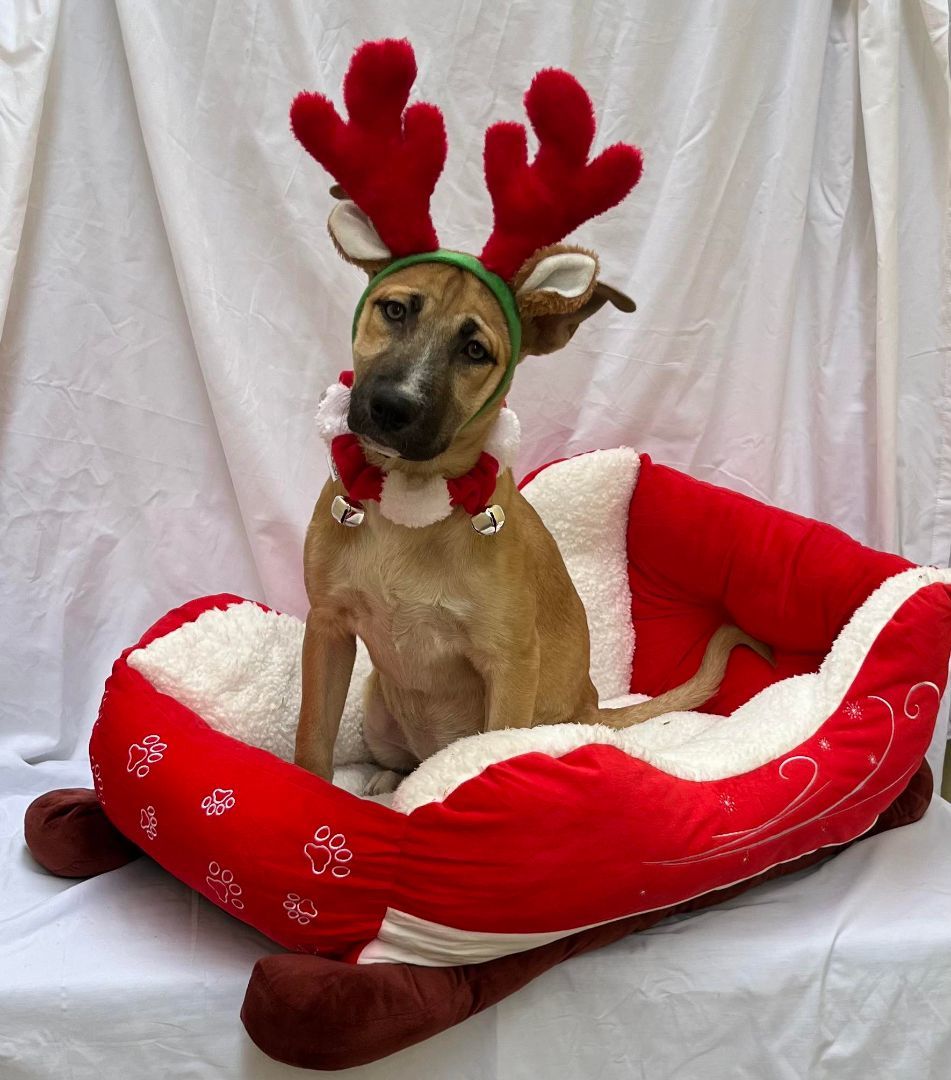 Red Bopple, a Adoptable mixed breed in Griswold, CT image 1/3