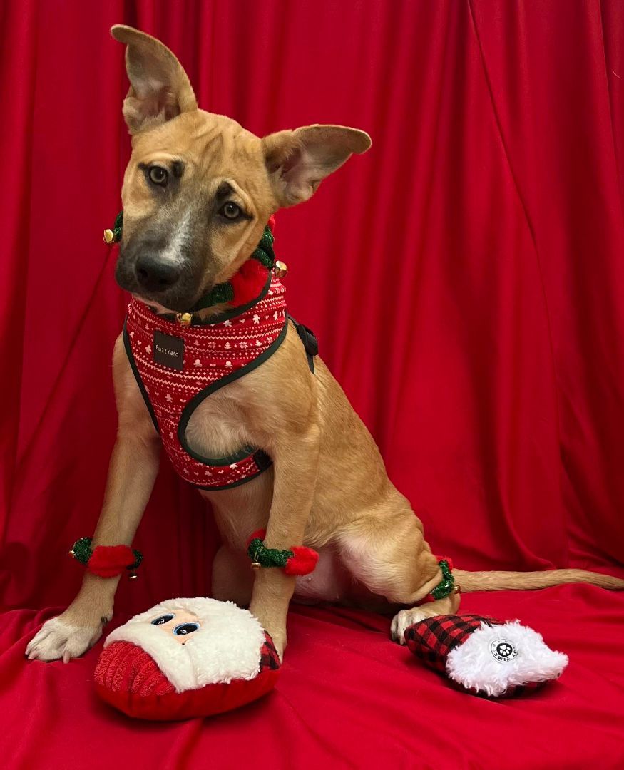 Red Bopple, a Adoptable mixed breed in Griswold, CT image 2/3