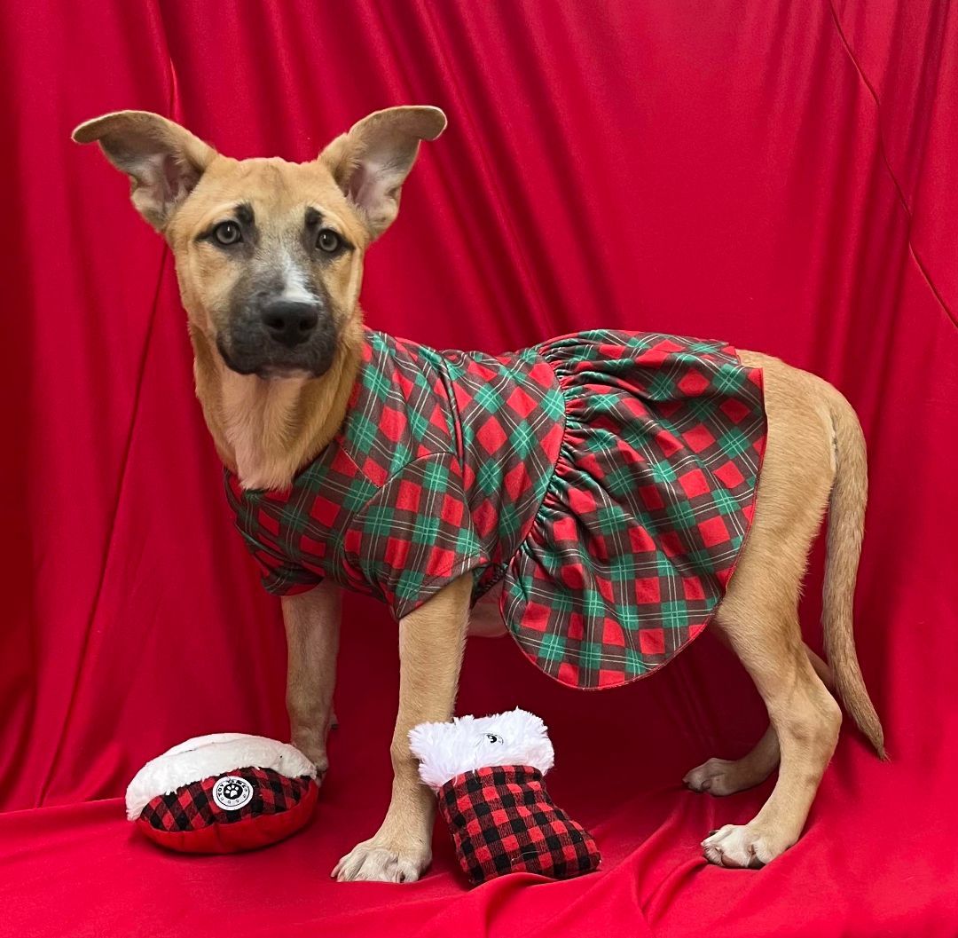 Red Bopple, a Adoptable mixed breed in Griswold, CT image 3/3