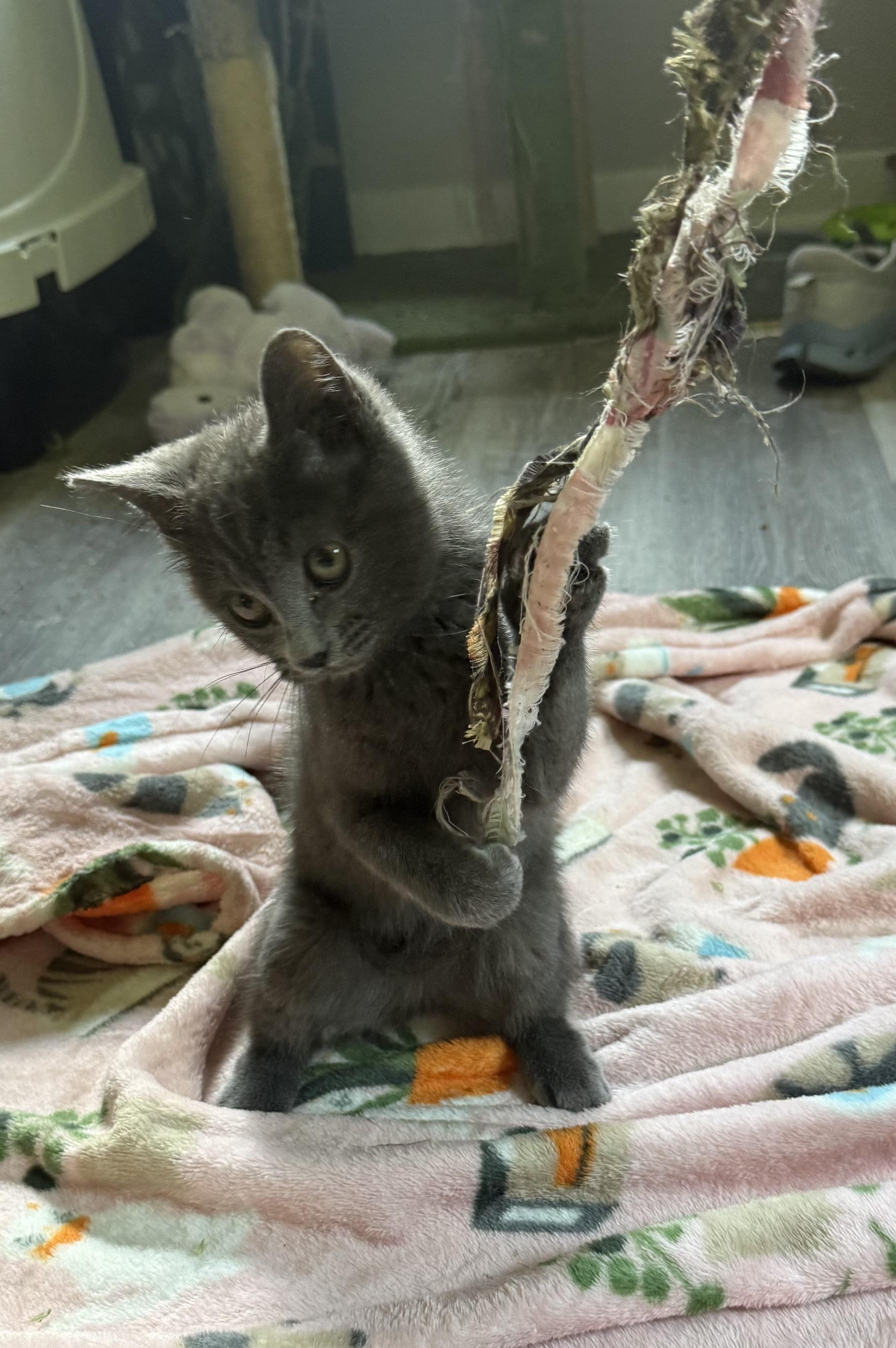 Smoky, a ADOPTABLE Domestic Medium Hair in Anderson, IN image 4/5