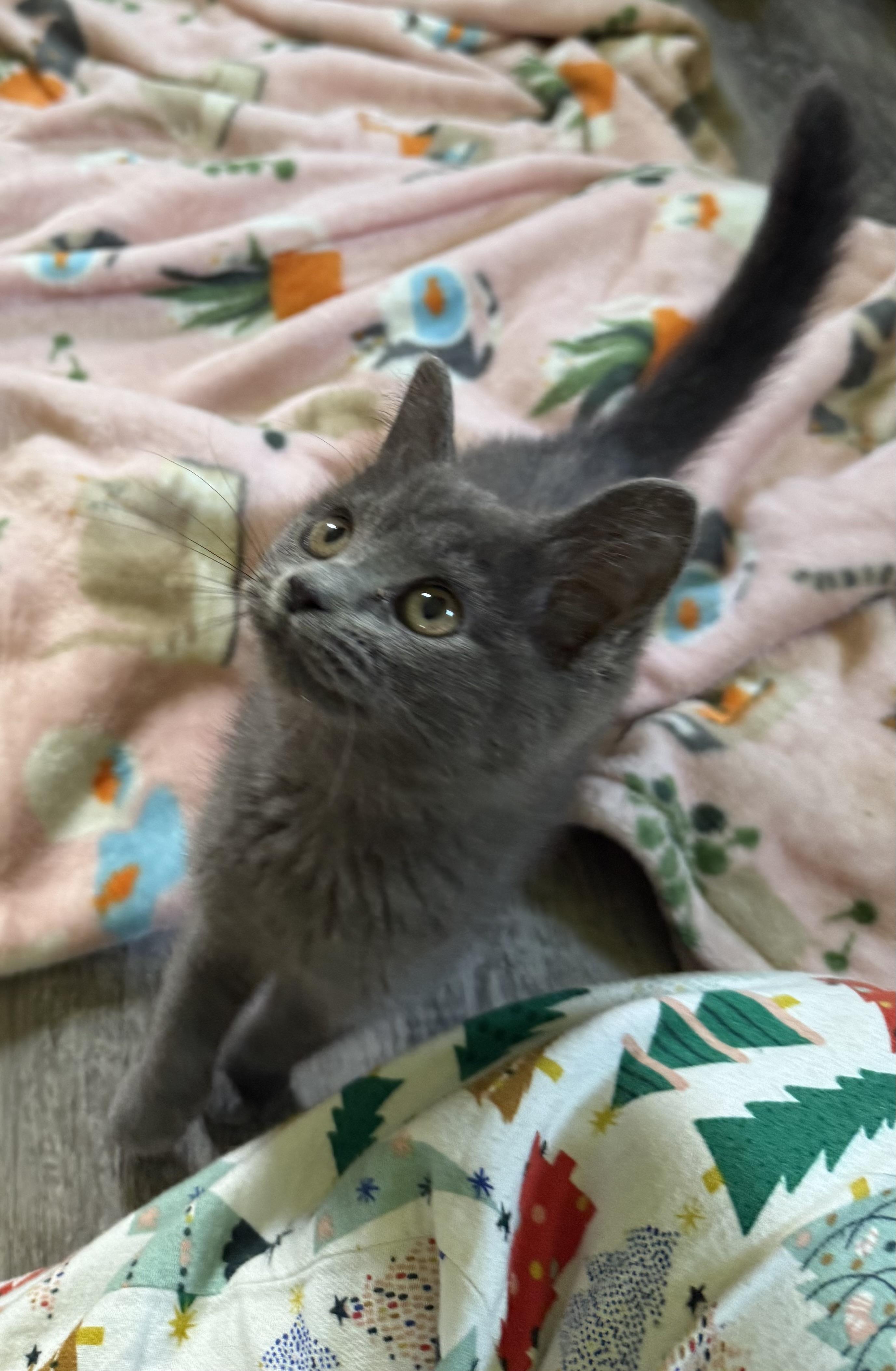 Smoky, ADOPTABLE, Kitten Female Domestic Medium Hair.