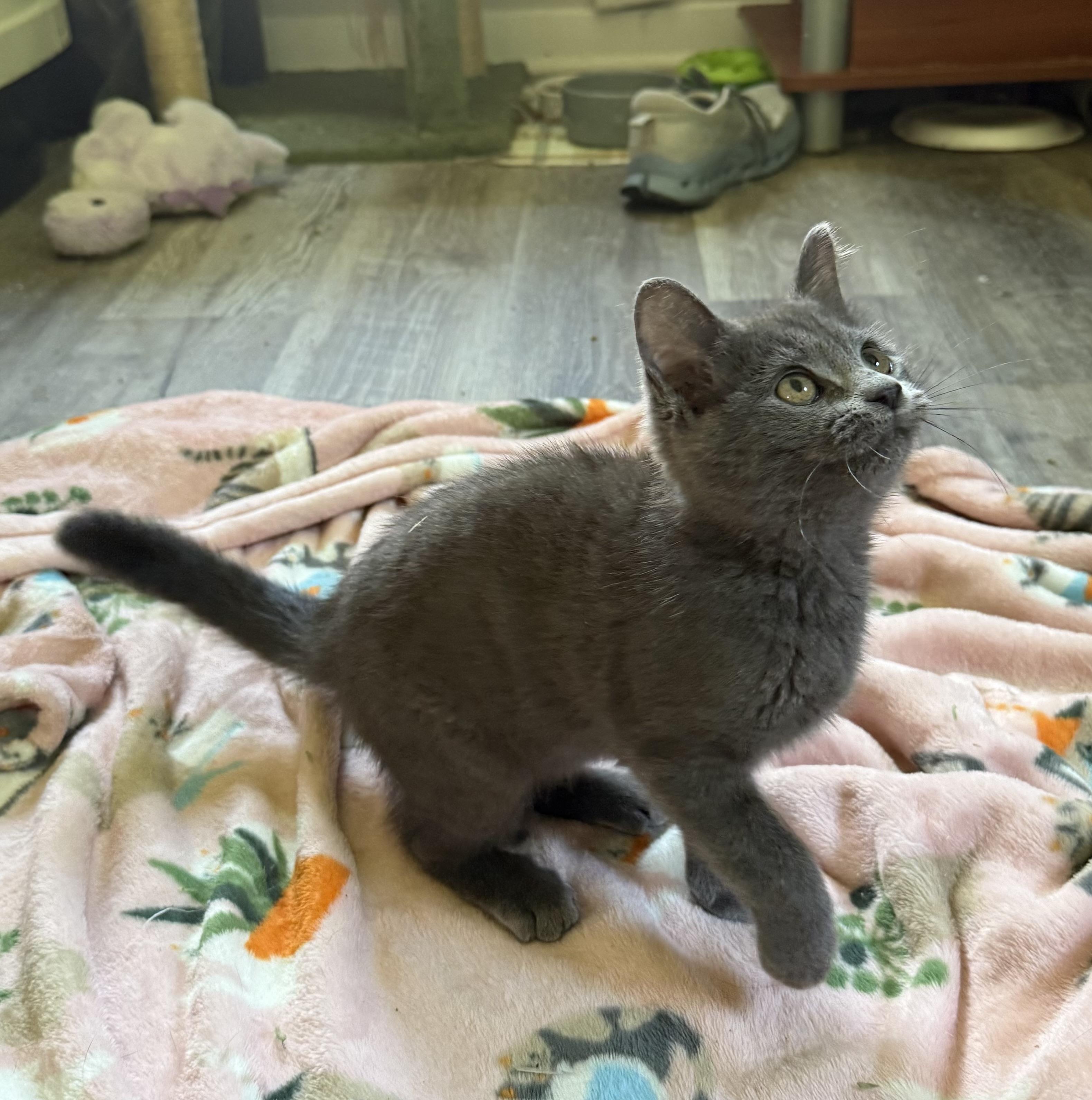 Smoky, a ADOPTABLE Domestic Medium Hair in Anderson, IN image 2/5