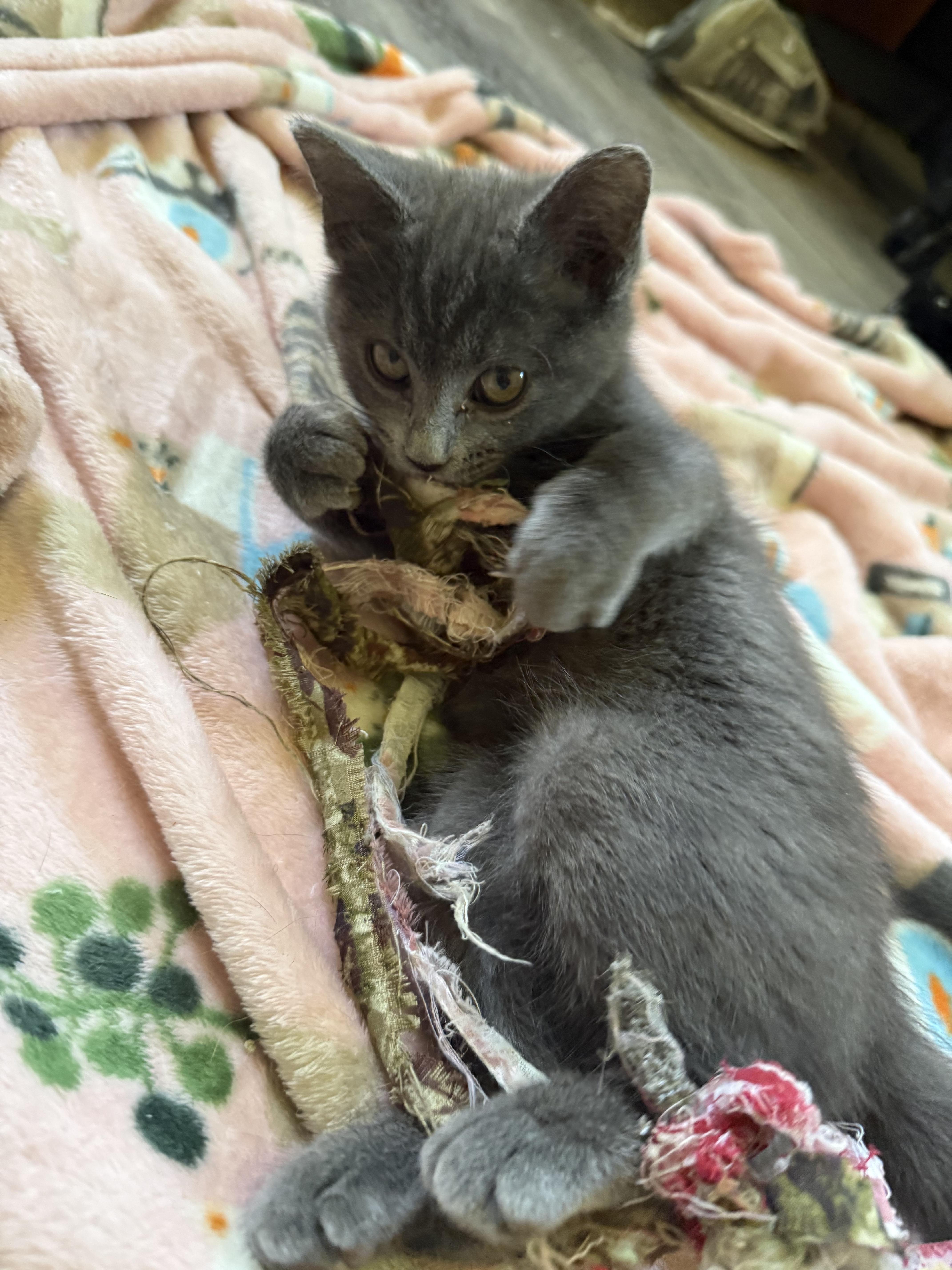 Smoky, a ADOPTABLE Domestic Medium Hair in Anderson, IN image 5/5