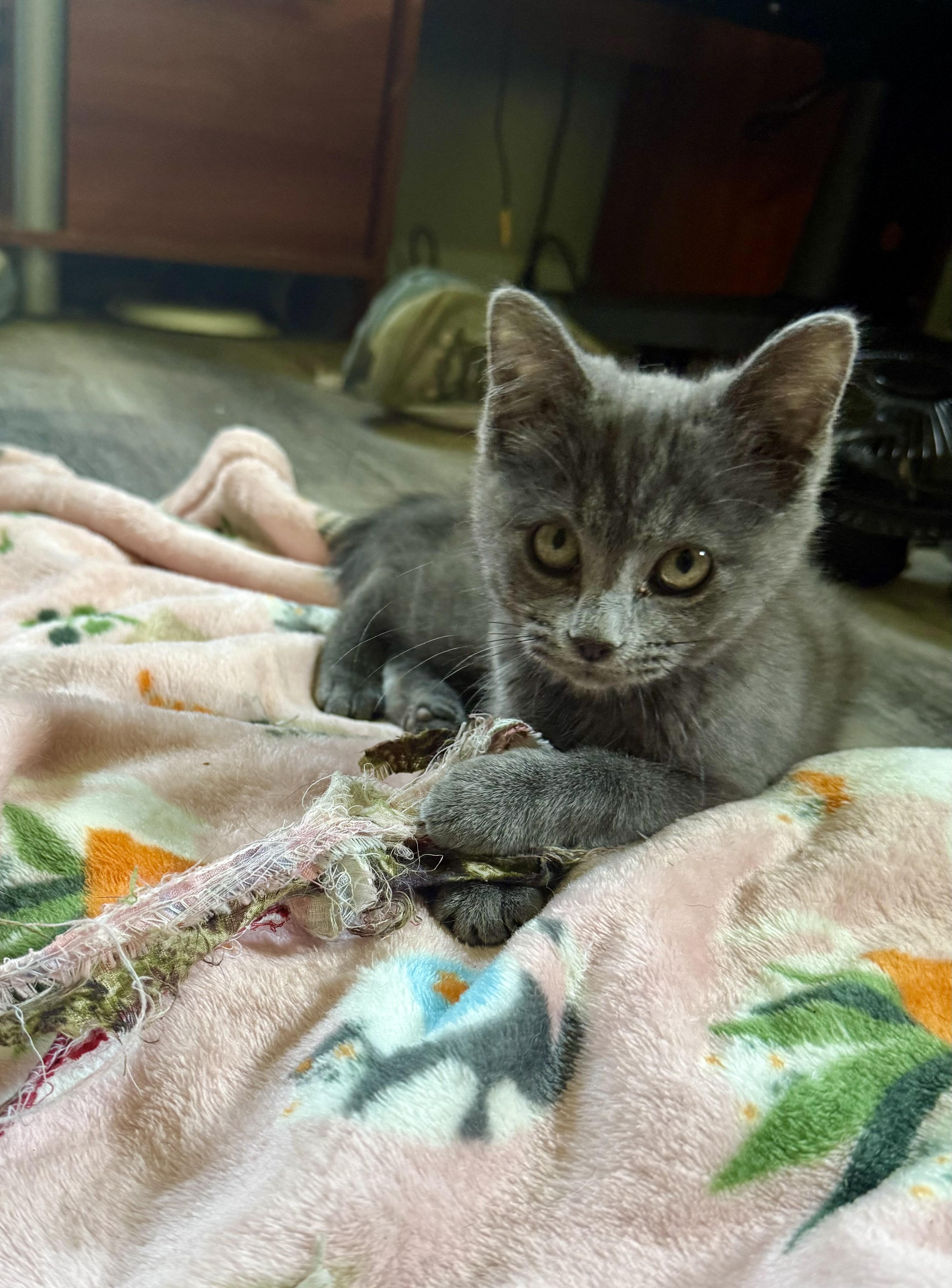 Smoky, a ADOPTABLE Domestic Medium Hair in Anderson, IN image 3/5
