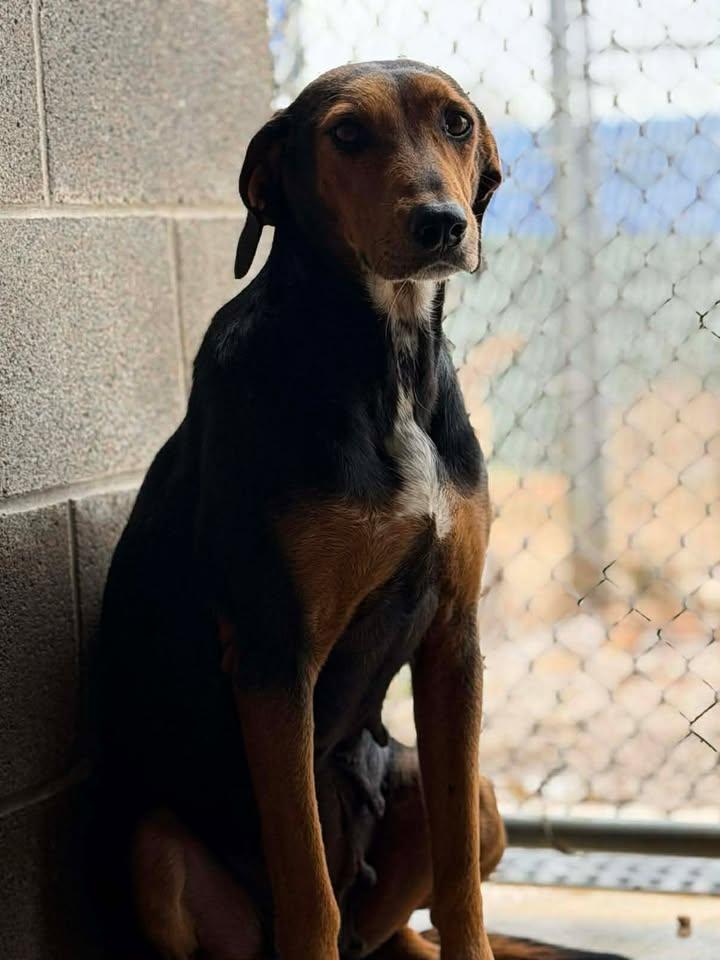 Enlarge Dixie, a Adoptable mixed breed in Munfordville, KY image 2/5