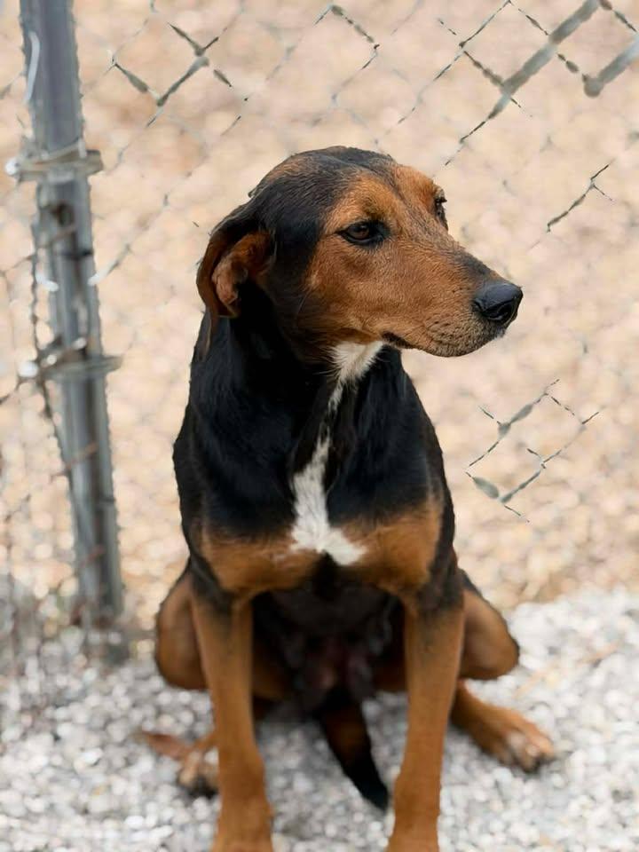 Enlarge Dixie, a Adoptable mixed breed in Munfordville, KY image 3/5