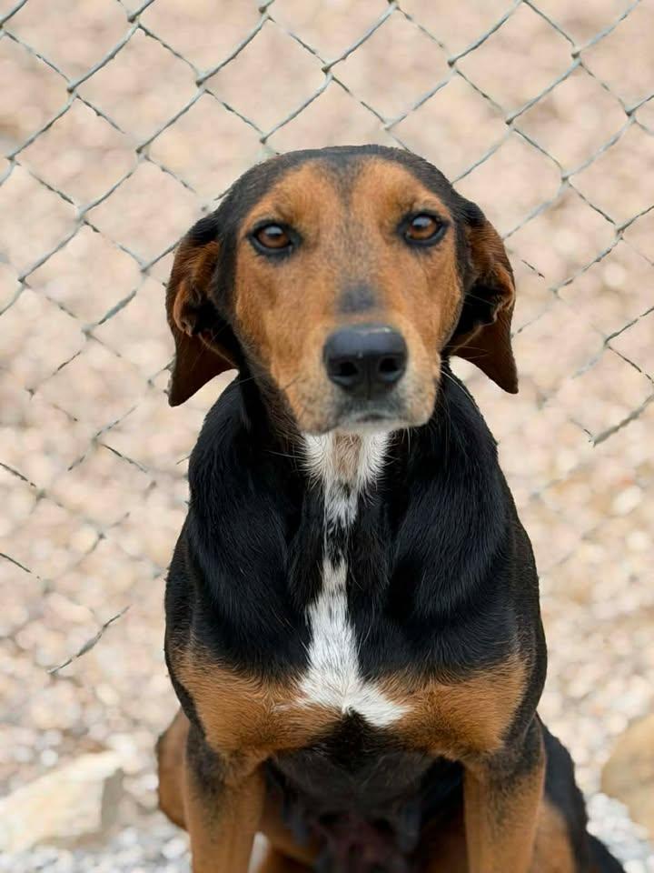 Enlarge Dixie, a Adoptable mixed breed in Munfordville, KY image 1/5
