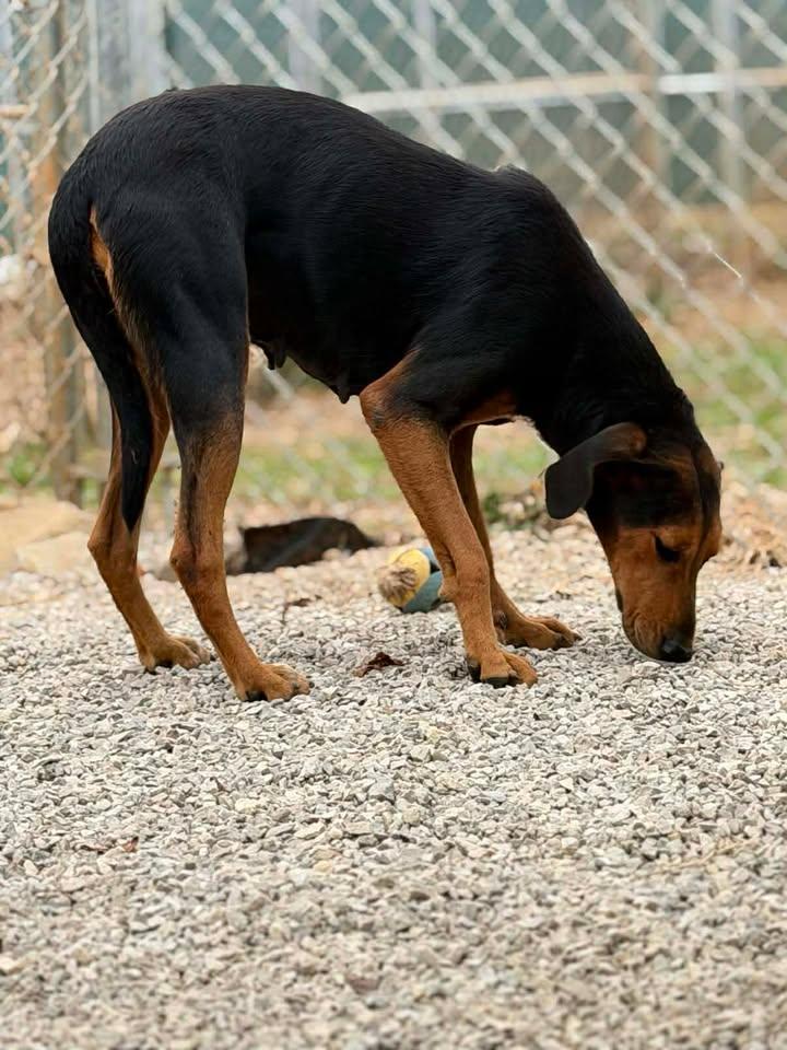 Enlarge Dixie, a Adoptable mixed breed in Munfordville, KY image 4/5