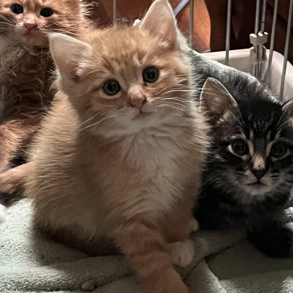 Simba, Adoptable, Kitten Male Domestic Short Hair.