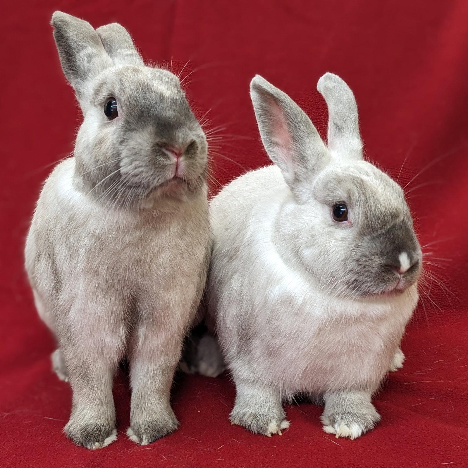 Achilles, Adoptable, Young Male Lionhead & Lilac.