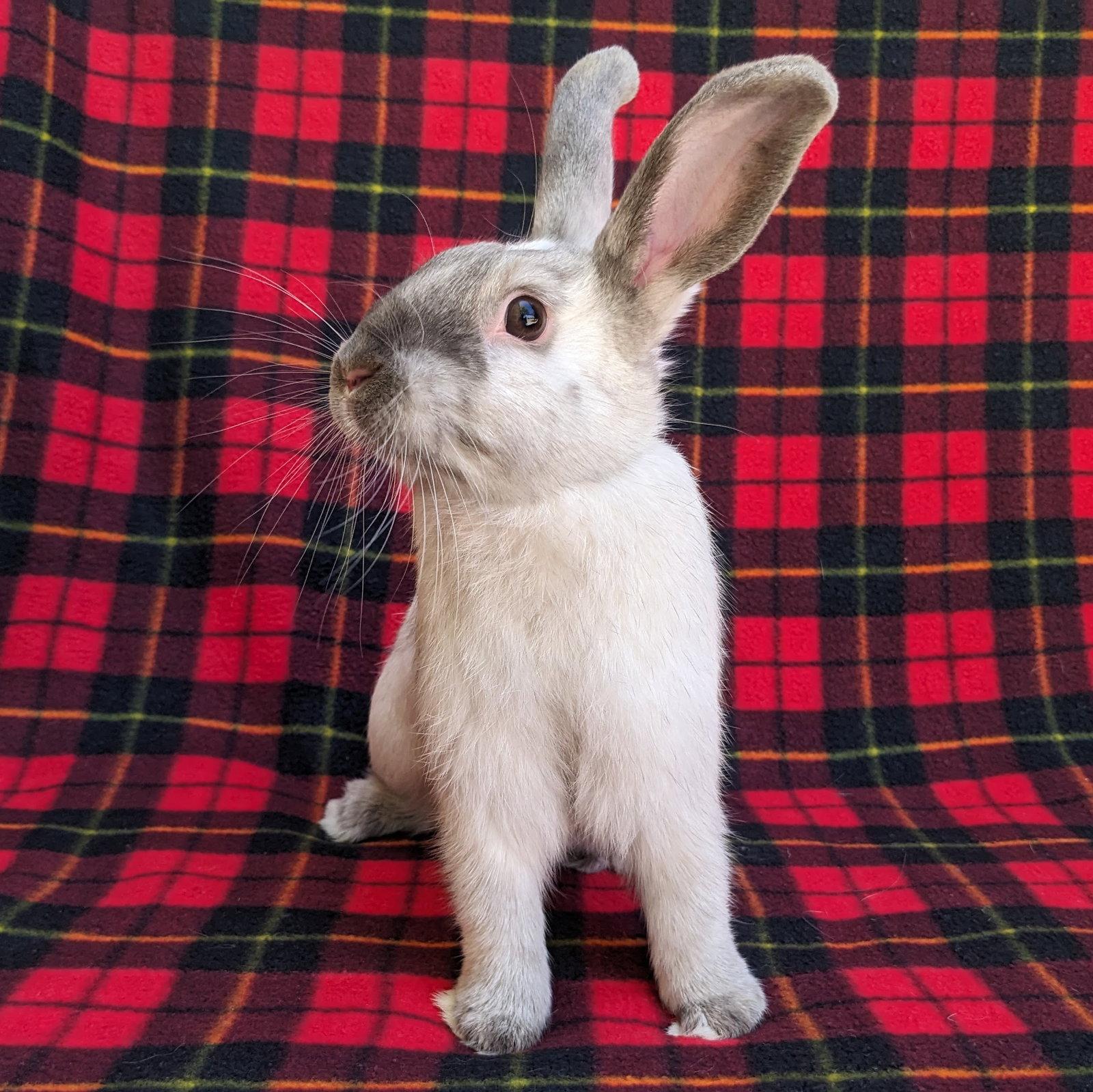 Enlarge Achilles, a Adoptable mixed breed in Antioch, CA image 3/3