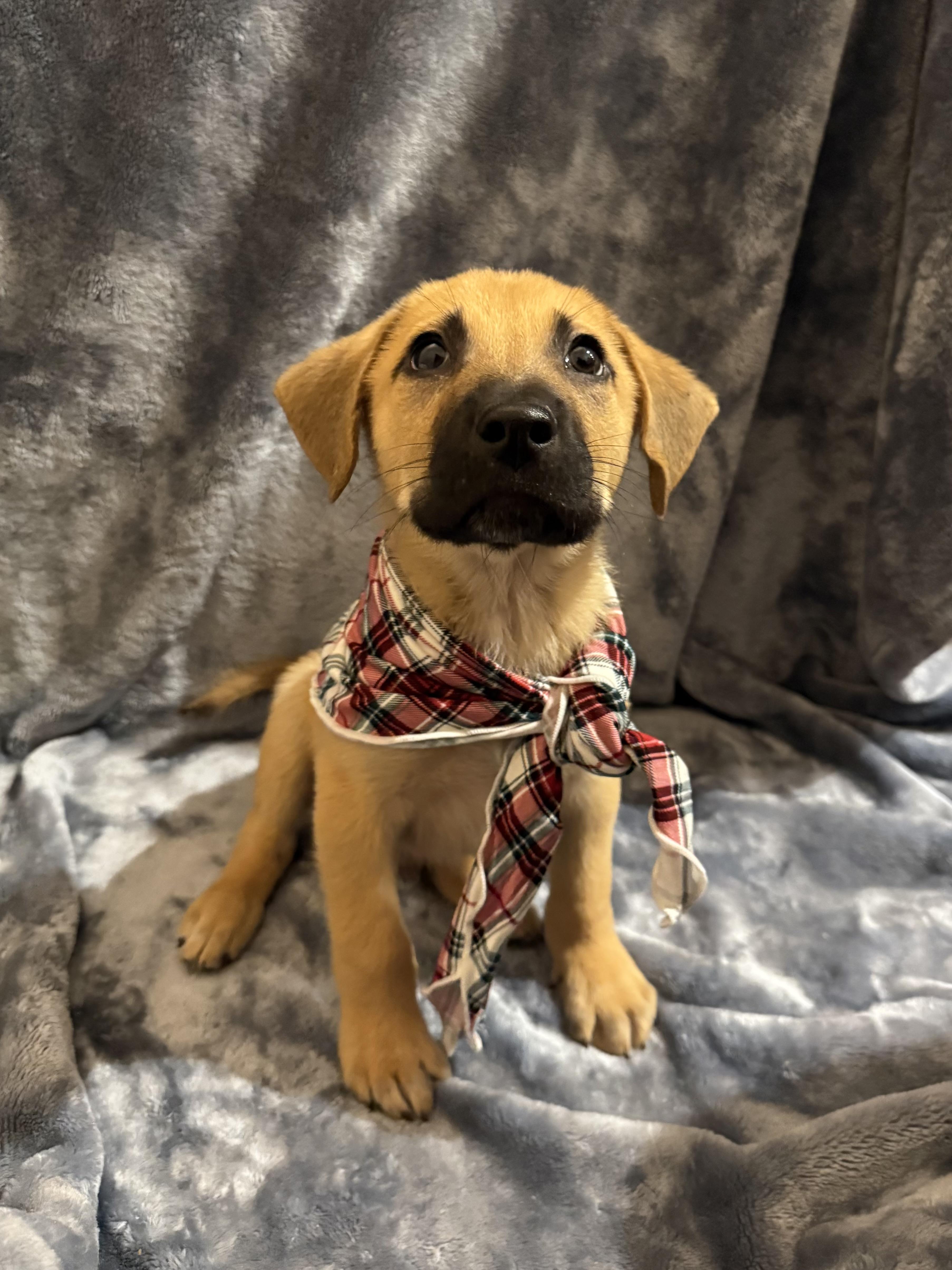Rocky 455, Adopted, Young Male Australian Cattle Dog / Blue Heeler & Labrador Retriever.