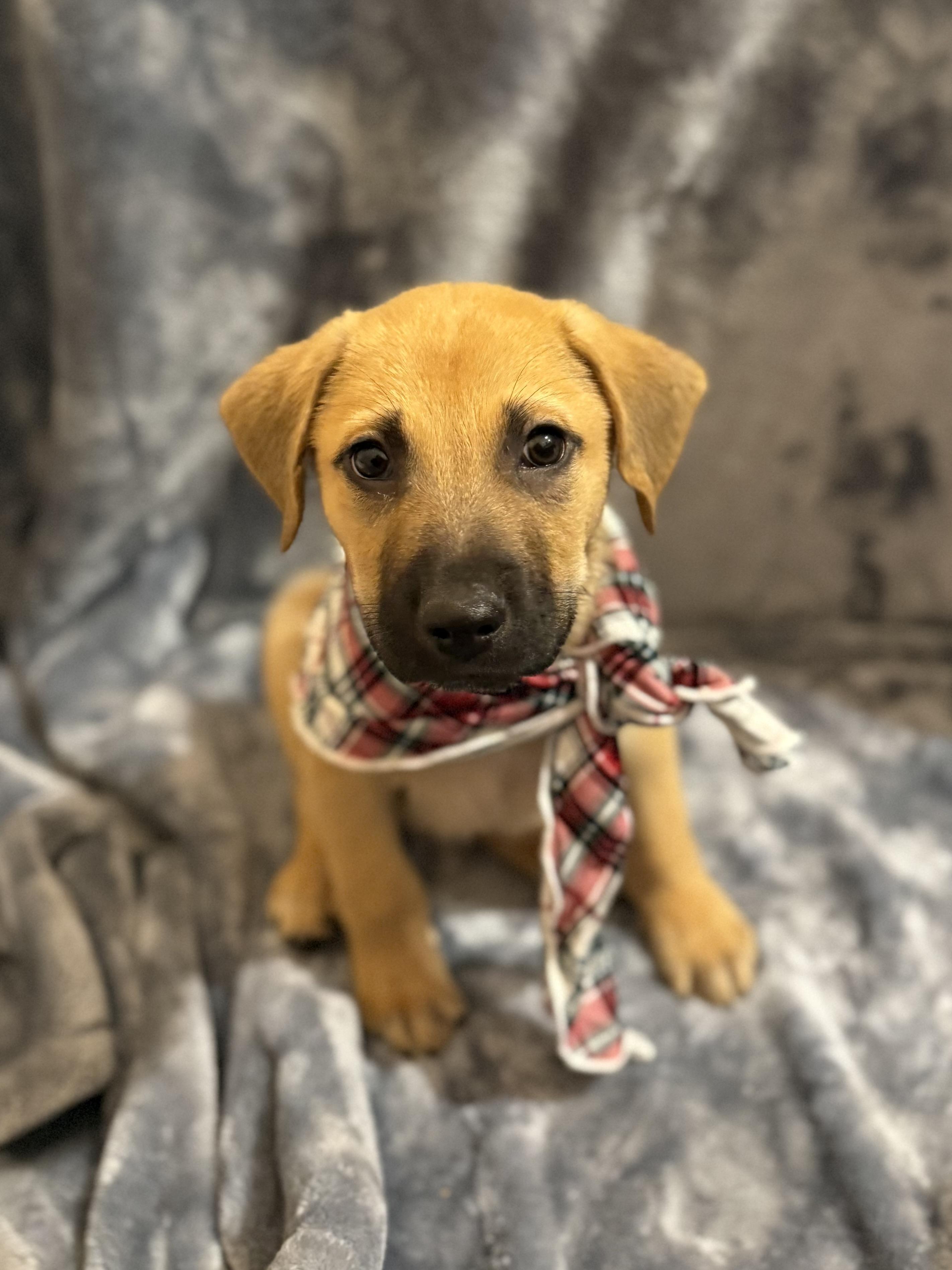 Enlarge Rocky 455, a Adopted mixed breed in Winder, GA image 2/4