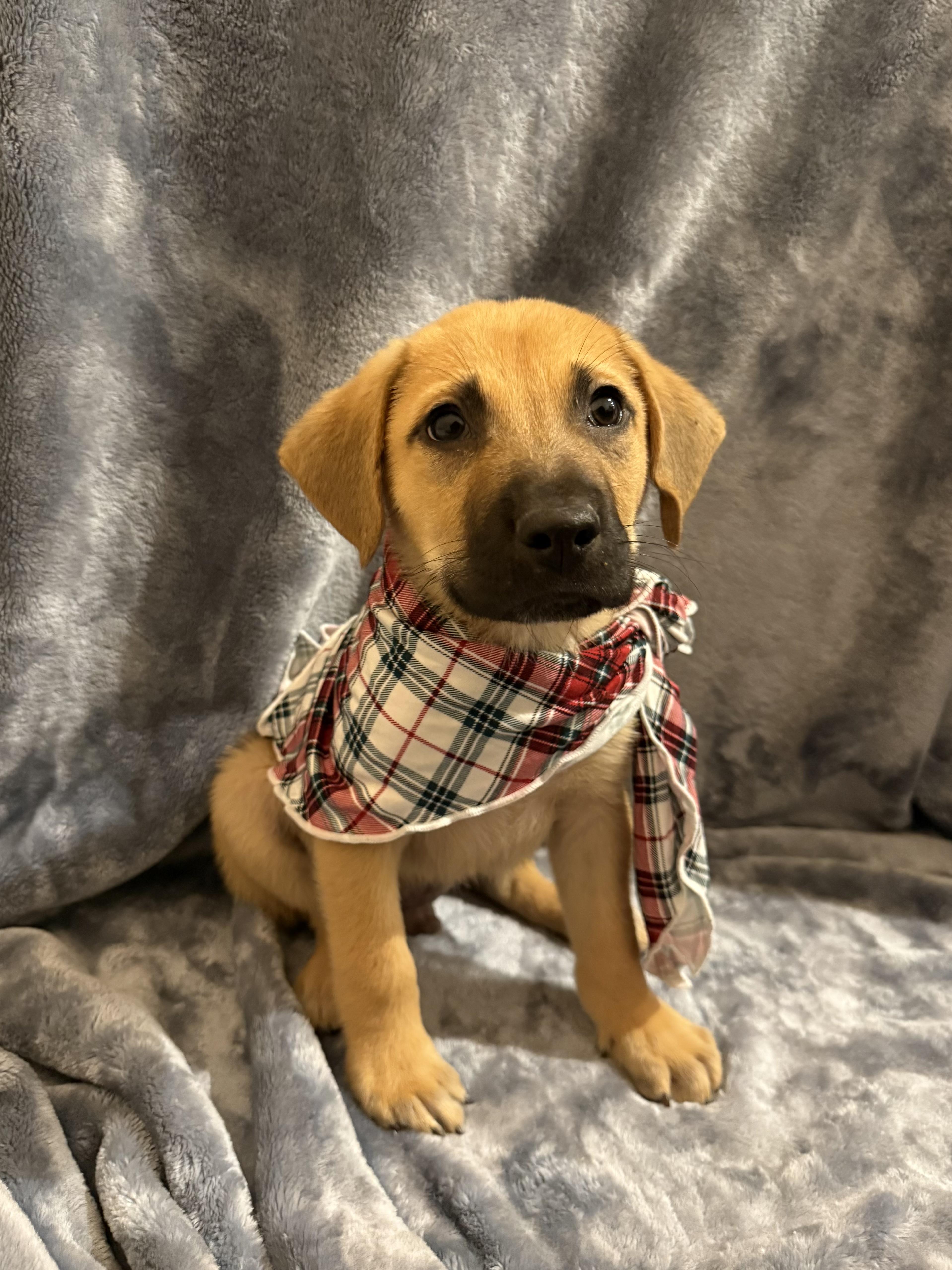 Enlarge Rocky 455, a Adopted mixed breed in Winder, GA image 3/4