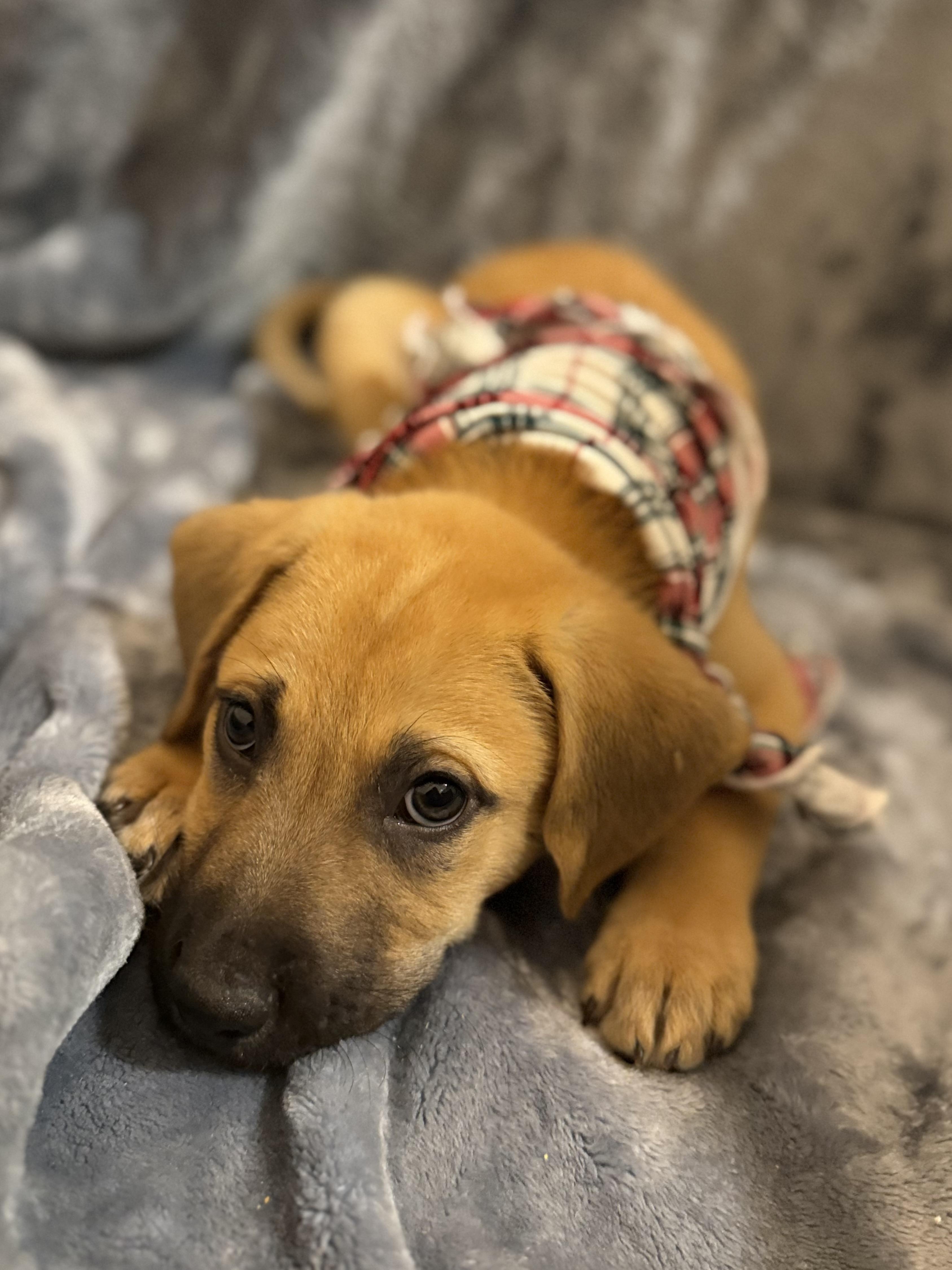 Enlarge Rocky 455, a Adopted mixed breed in Winder, GA image 4/4