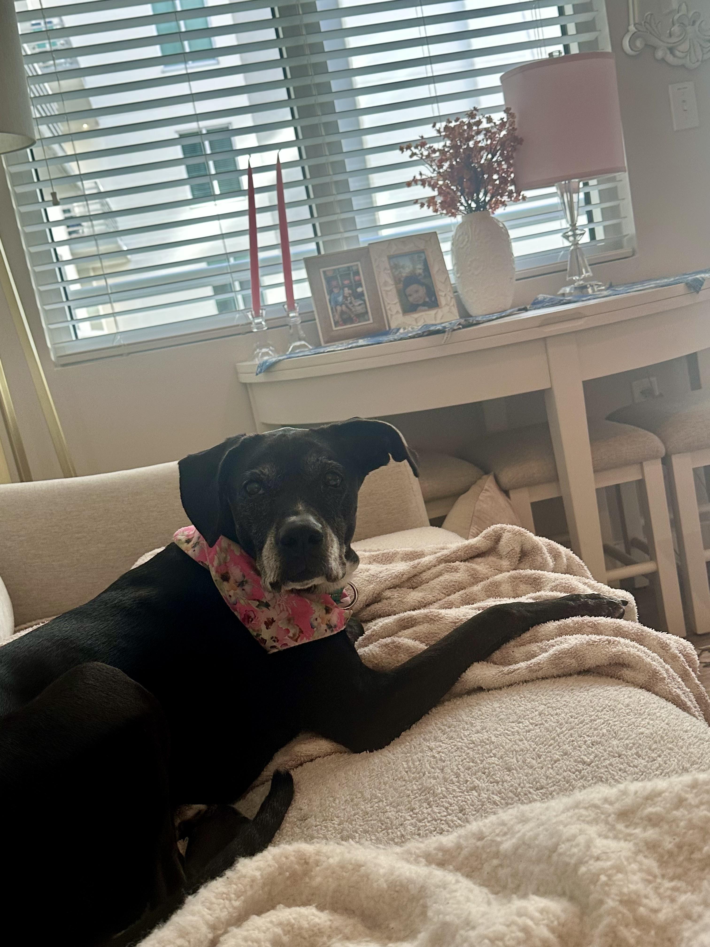 Enlarge Riley , a ADOPTABLE Mixed Breed in tampa, FL image 2/2