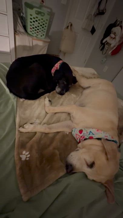 Enlarge Riley , a ADOPTABLE Mixed Breed in tampa, FL video 1/2