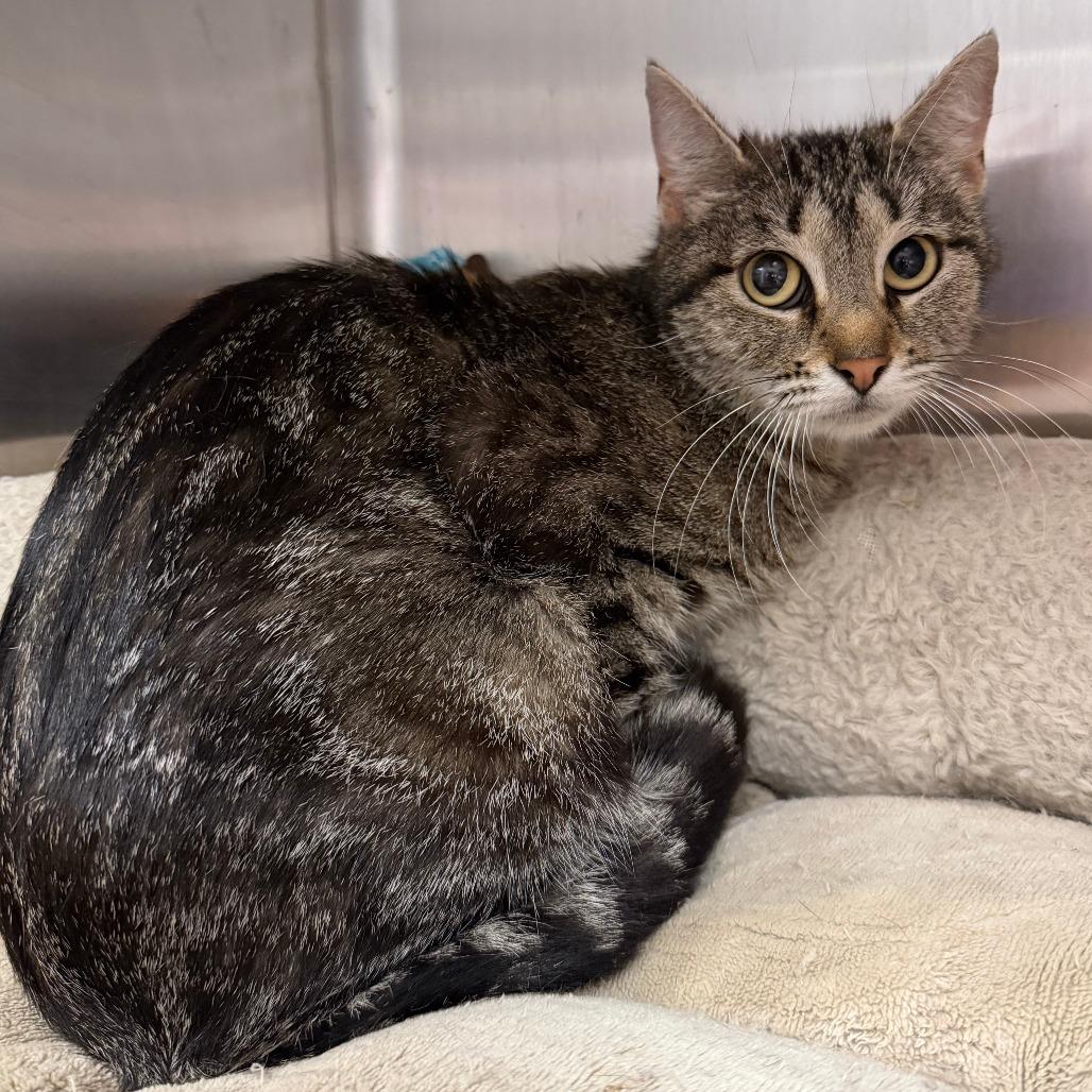 Margaery, a Adoptable Domestic Short Hair in Stillwater, OK image 1/2
