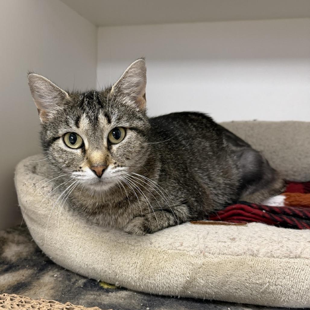 Margaery, a Adoptable Domestic Short Hair in Stillwater, OK image 2/2