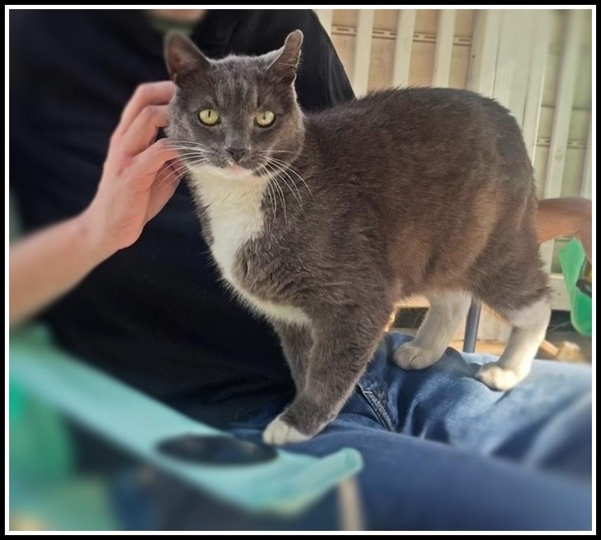 Big Boy, a Adoptable Domestic Short Hair in Silver Spring, MD image 2/6