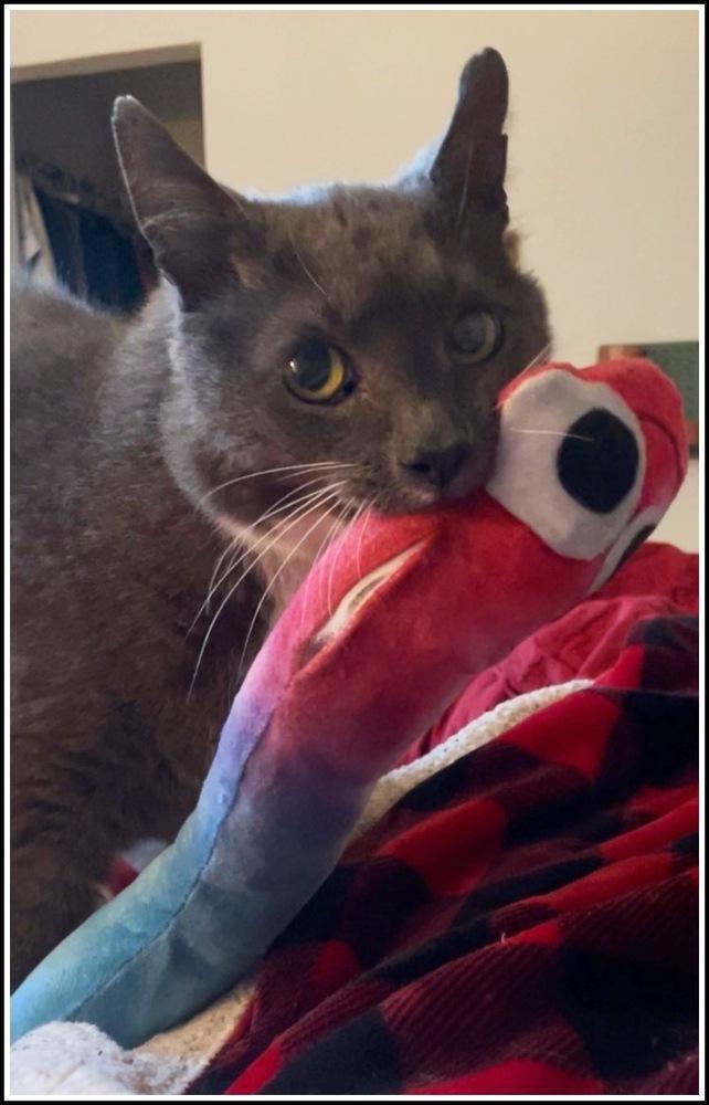 Big Boy, a Adoptable Domestic Short Hair in Silver Spring, MD image 3/6