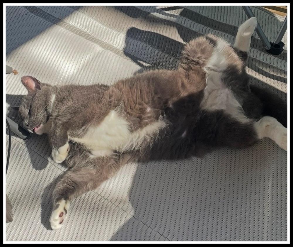 Big Boy, a Adoptable Domestic Short Hair in Silver Spring, MD image 5/6