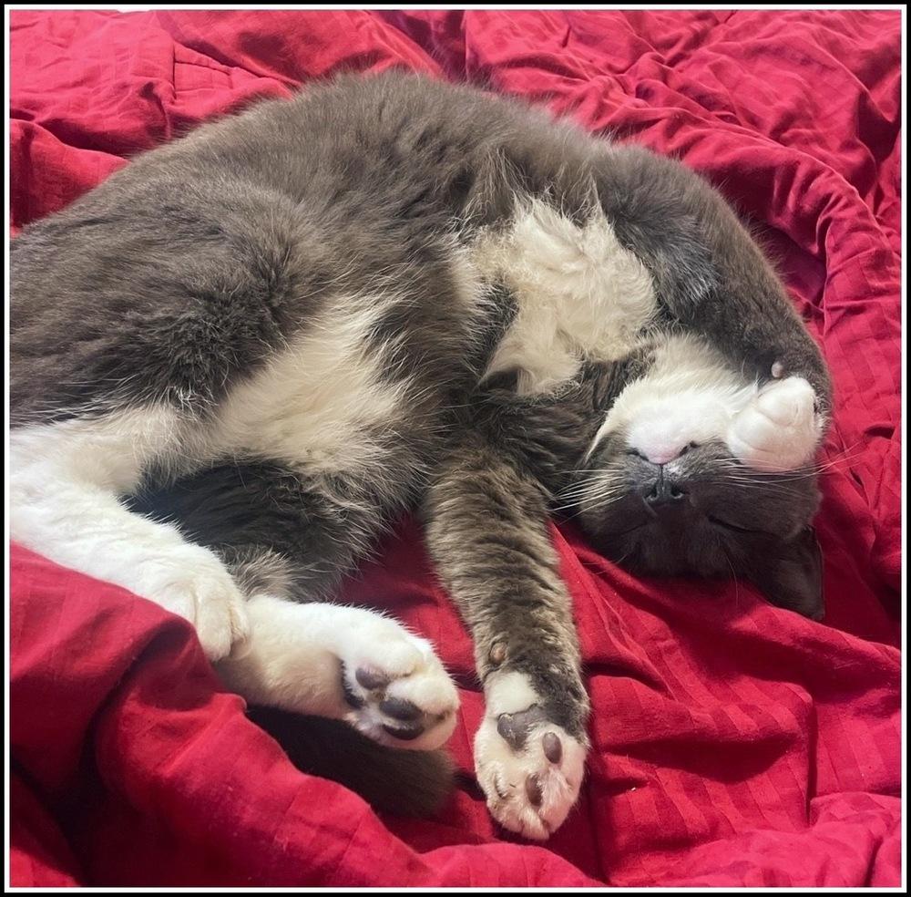 Big Boy, a Adoptable Domestic Short Hair in Silver Spring, MD image 6/6