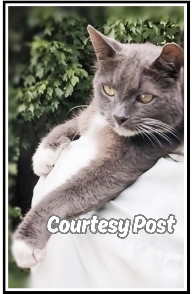 Big Boy, a Adoptable Domestic Short Hair in Silver Spring, MD image 1/6
