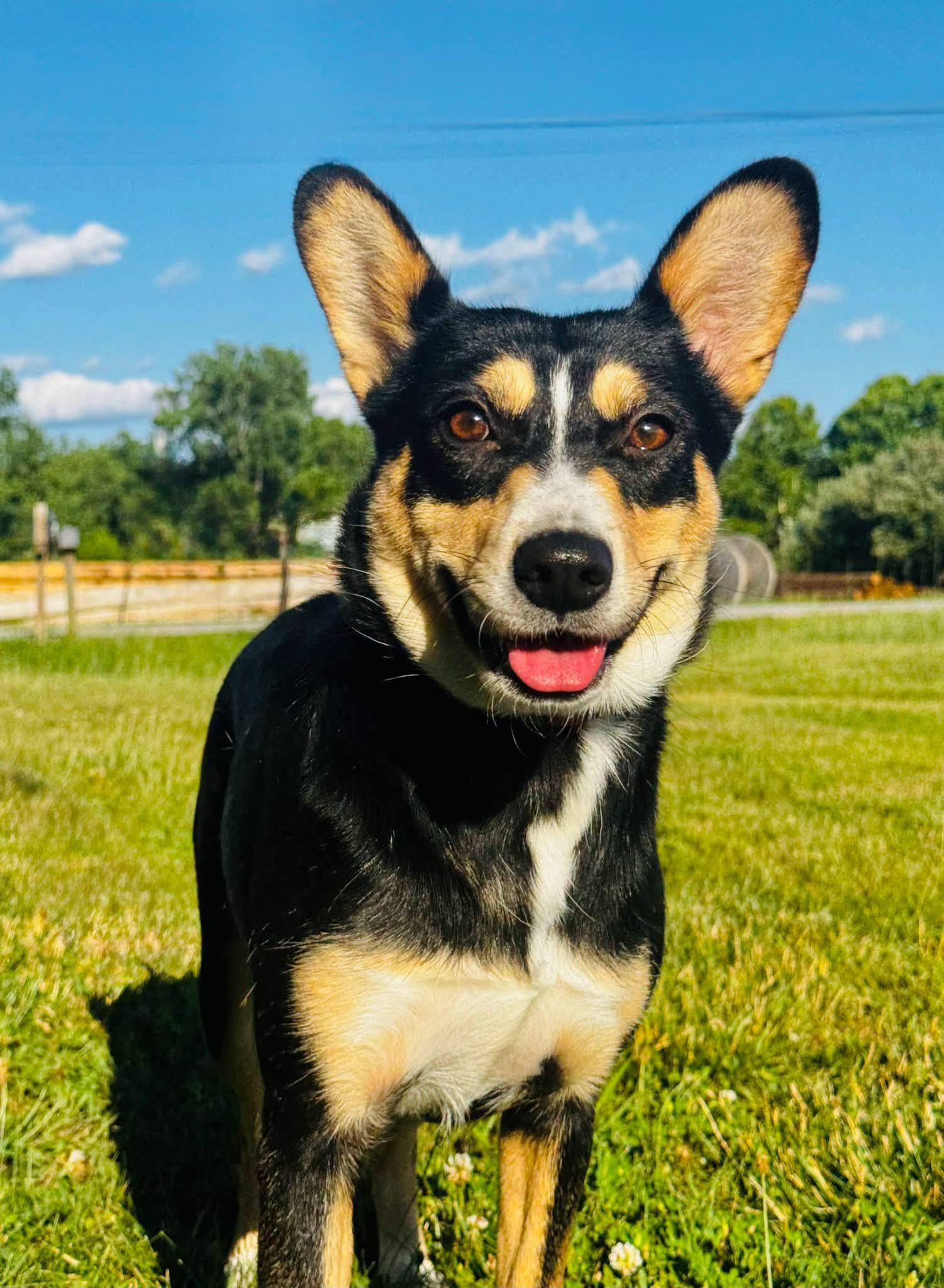 Luna, adopted, Young Female Corgi.