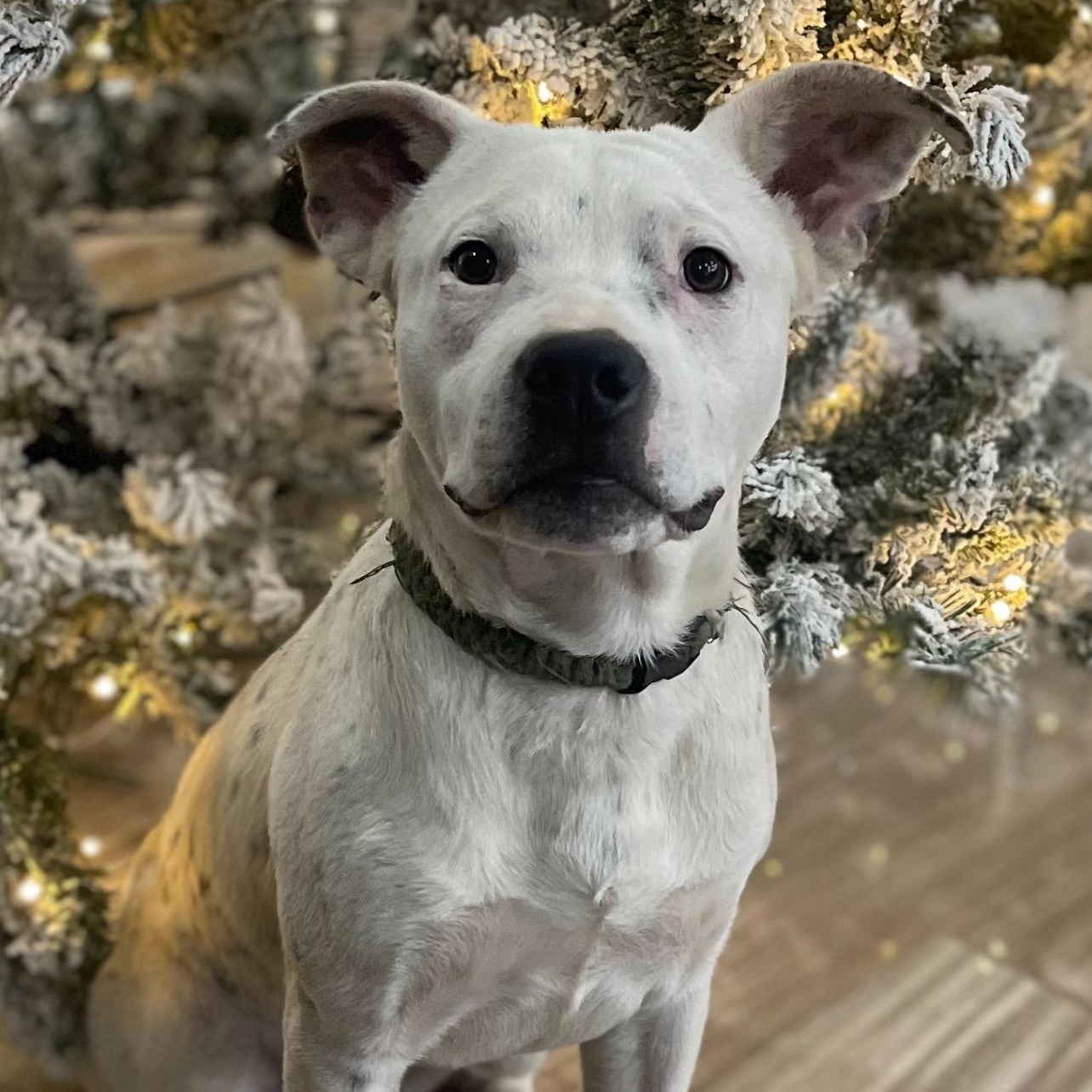 Freckles, Adoptable, Puppy Male Pit Bull Terrier.