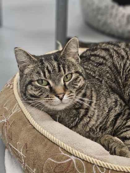 Imogene, Adoptable, Adult Female Domestic Short Hair & Domestic Short Hair.