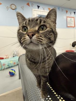 Imogene, Adoptable, Adult Female Domestic Short Hair & Domestic Short Hair.
