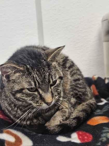 Enlarge Imogene, a Adoptable mixed breed in Mount Pleasant, IA image 2/3