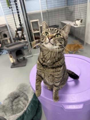 Imogene, a Adoptable mixed breed in Mount Pleasant, IA image 2/3