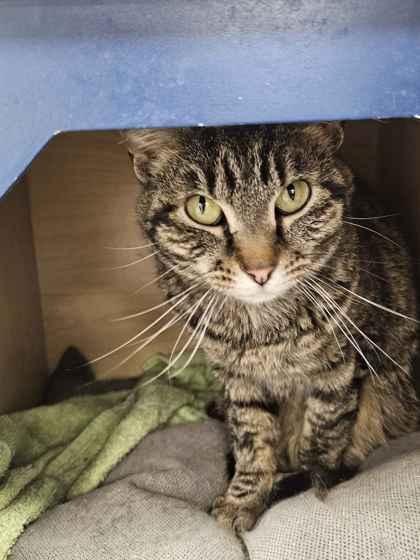 Enlarge Imogene, a Adoptable mixed breed in Mount Pleasant, IA image 3/3