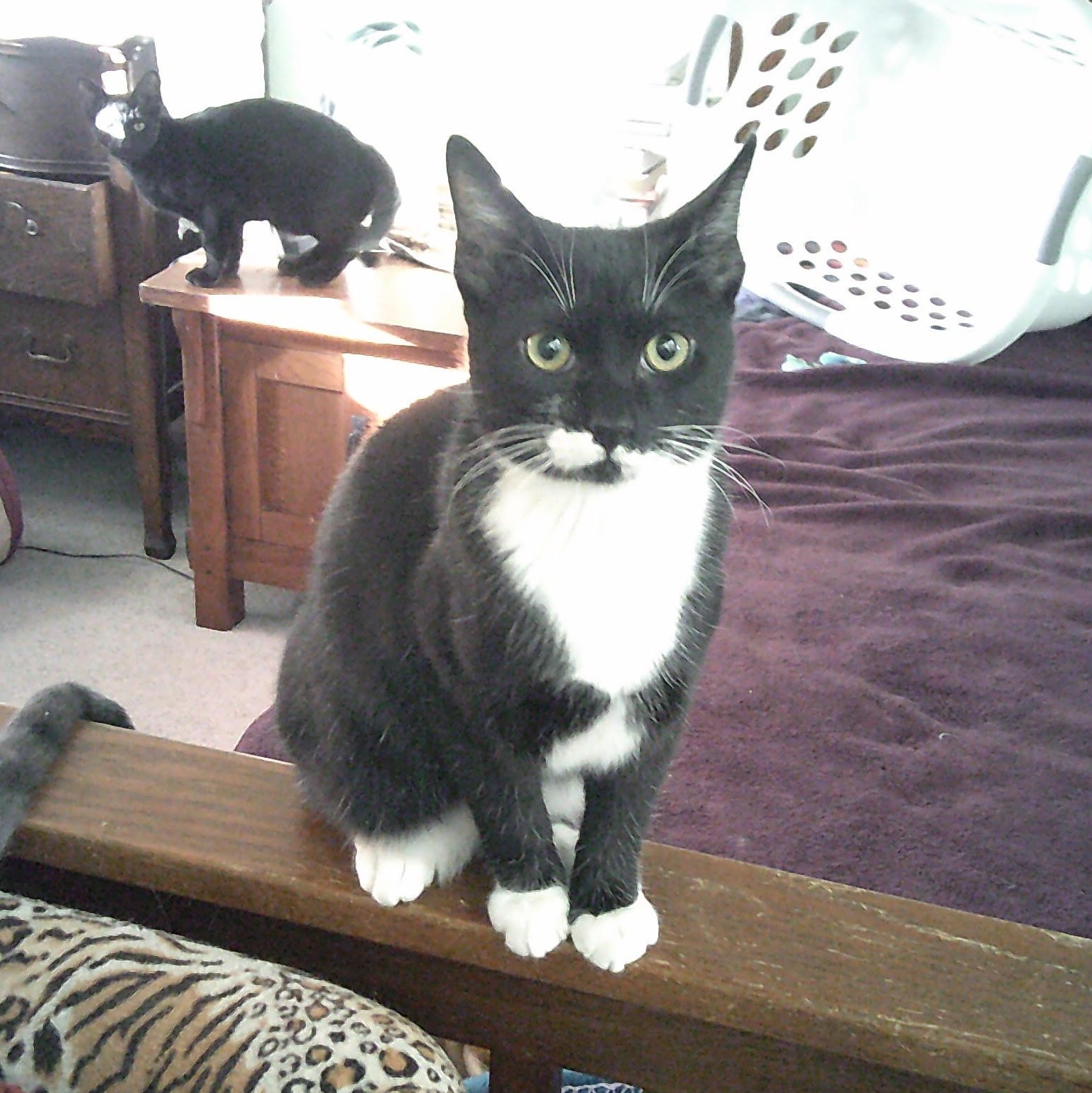 Enlarge Cypress, an adopted mixed breed in Prescott, AZ image 1/2