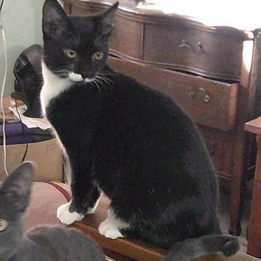 Enlarge Cypress, an adopted mixed breed in Prescott, AZ image 2/2