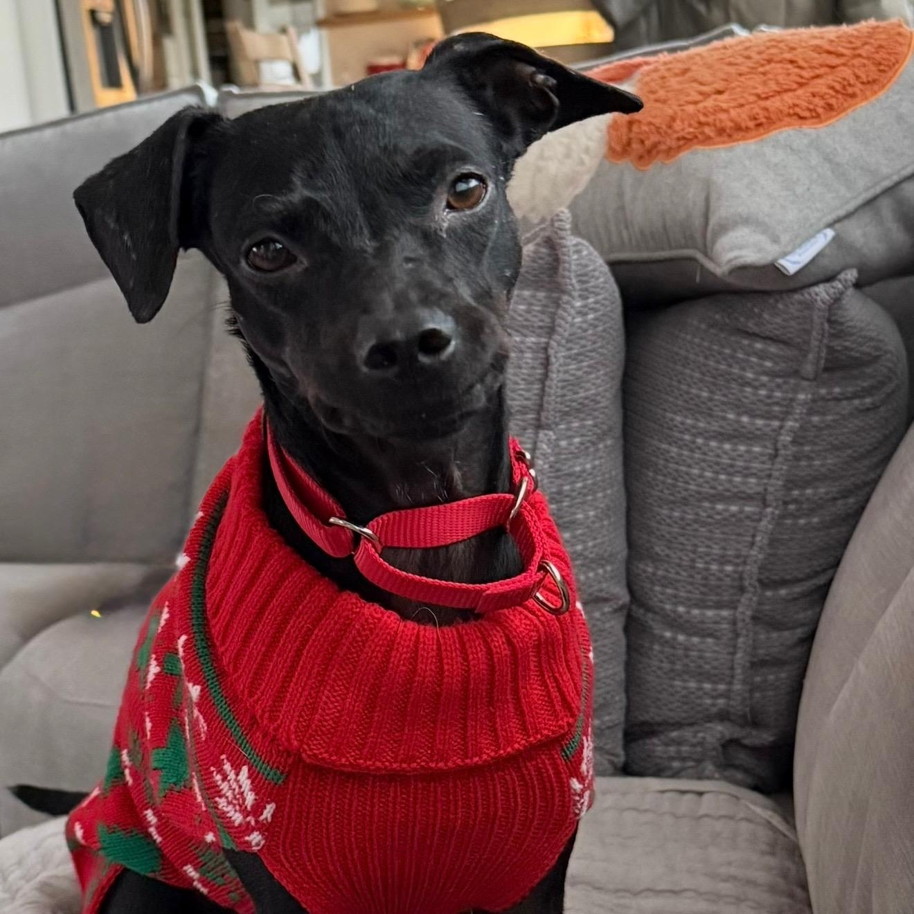 Luci, a Adoptable mixed breed in Bethlehem, PA image 1/6