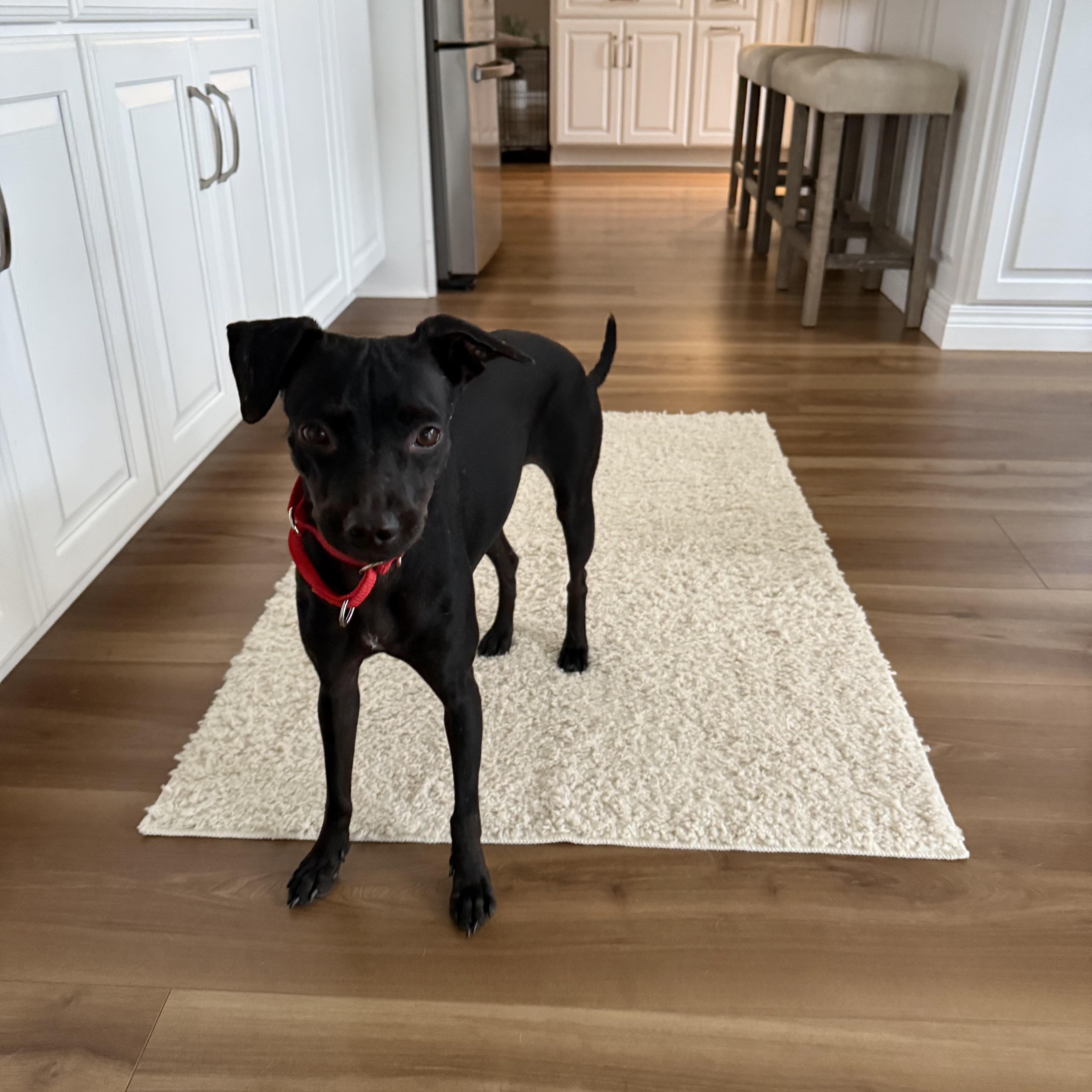 Luci, a Adoptable mixed breed in Bethlehem, PA image 2/6