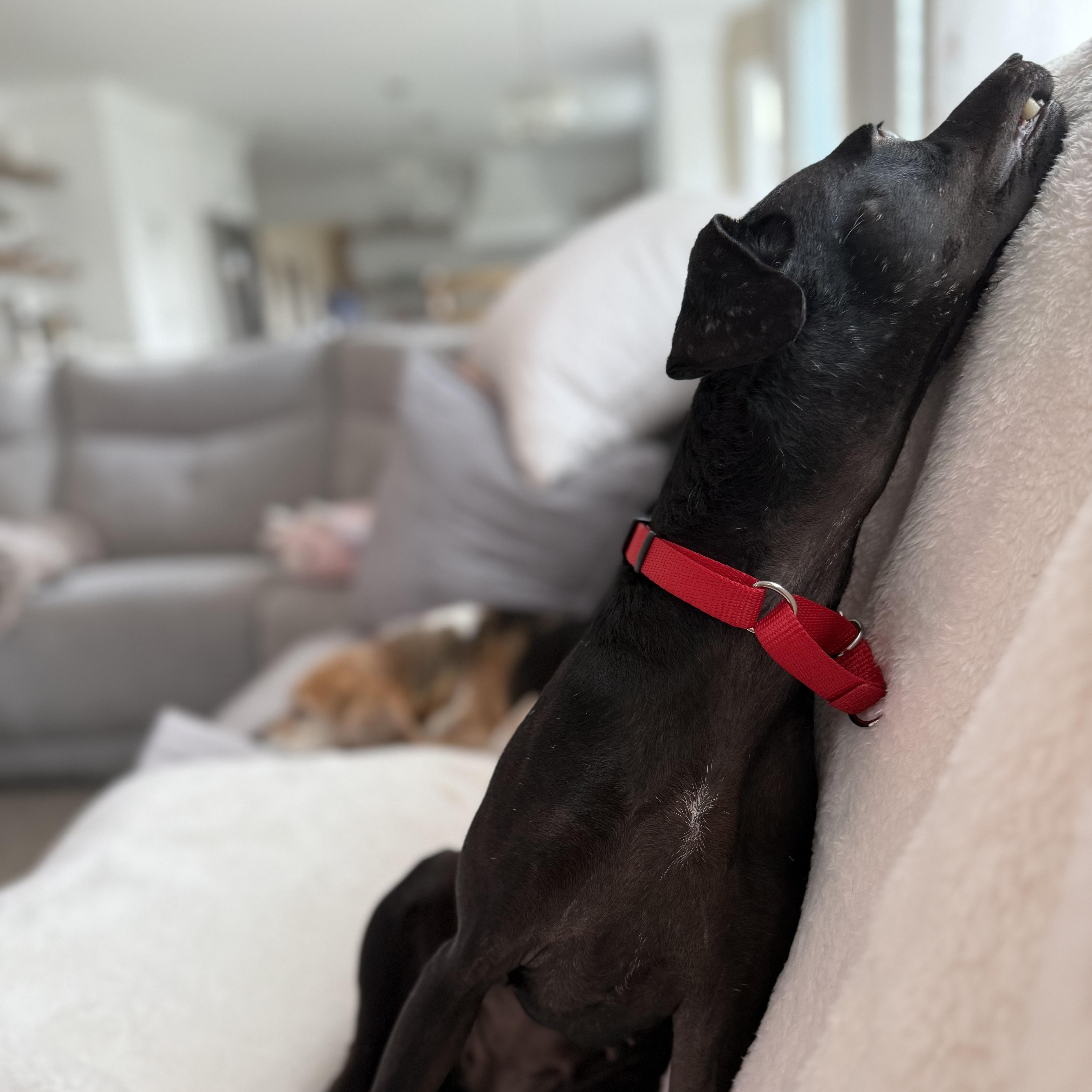 Luci, a Adoptable mixed breed in Bethlehem, PA image 3/6