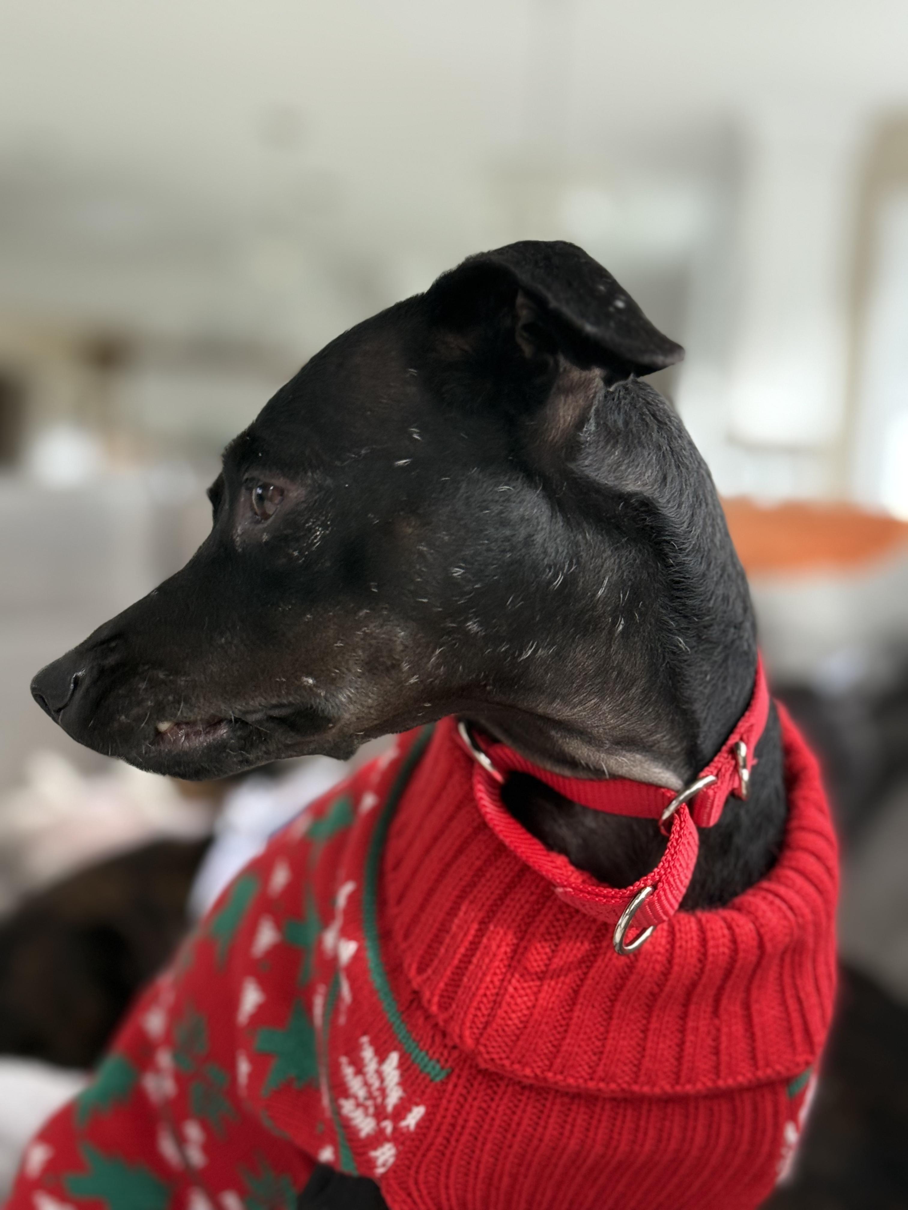 Luci, a Adoptable mixed breed in Bethlehem, PA image 4/6